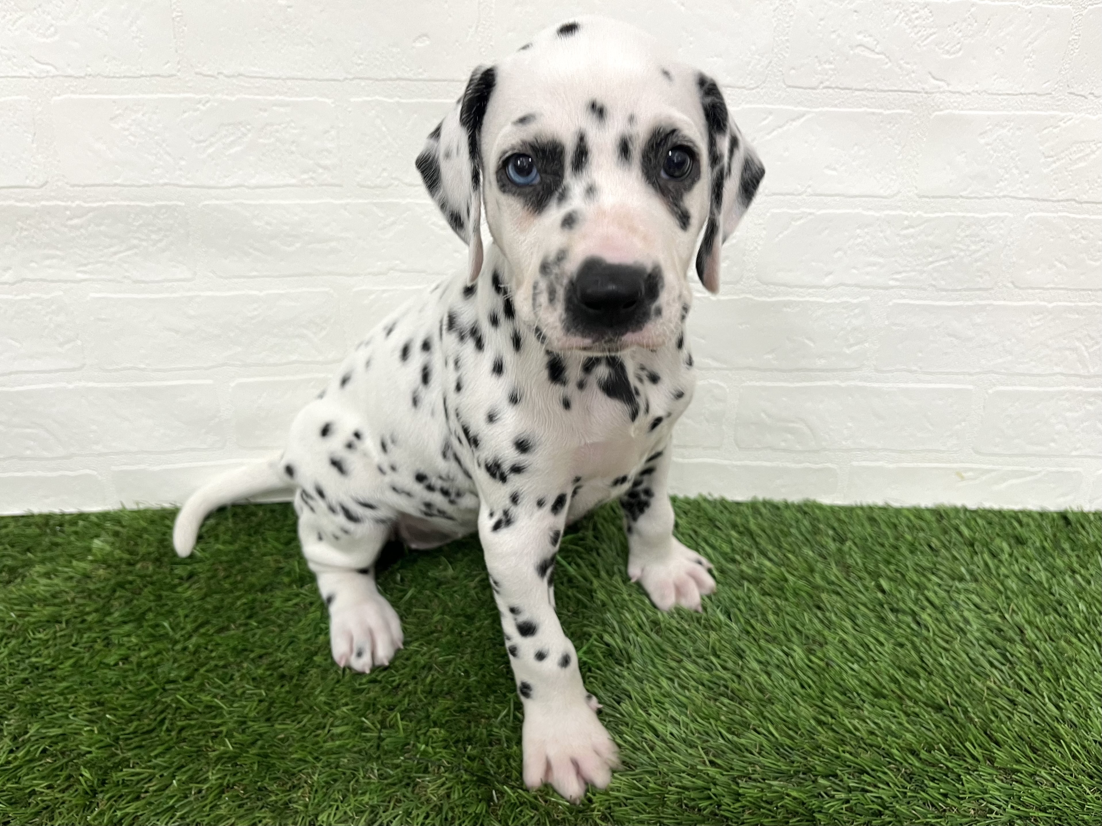 神奈川県のダルメシアン (ワンニャンハウス新山下店/2025年8月29日生まれ/女の子/ホワイトブラック)の子犬の3枚目の画像