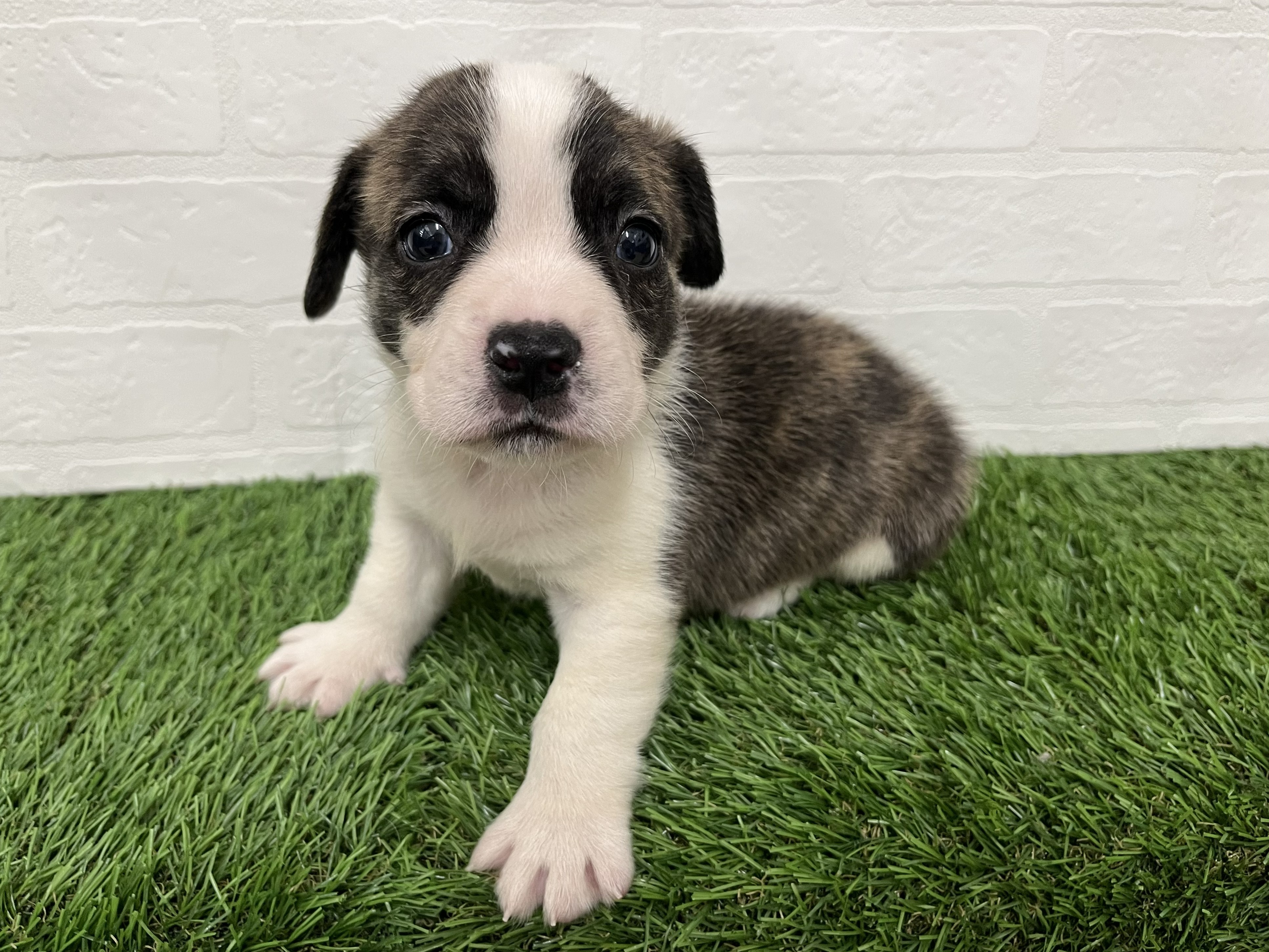 神奈川県のハーフ犬・ミックス犬 (ワンニャンハウス新山下店/2026年5月12日生まれ/男の子/ブリンドルホワイト)の子犬の3枚目の画像