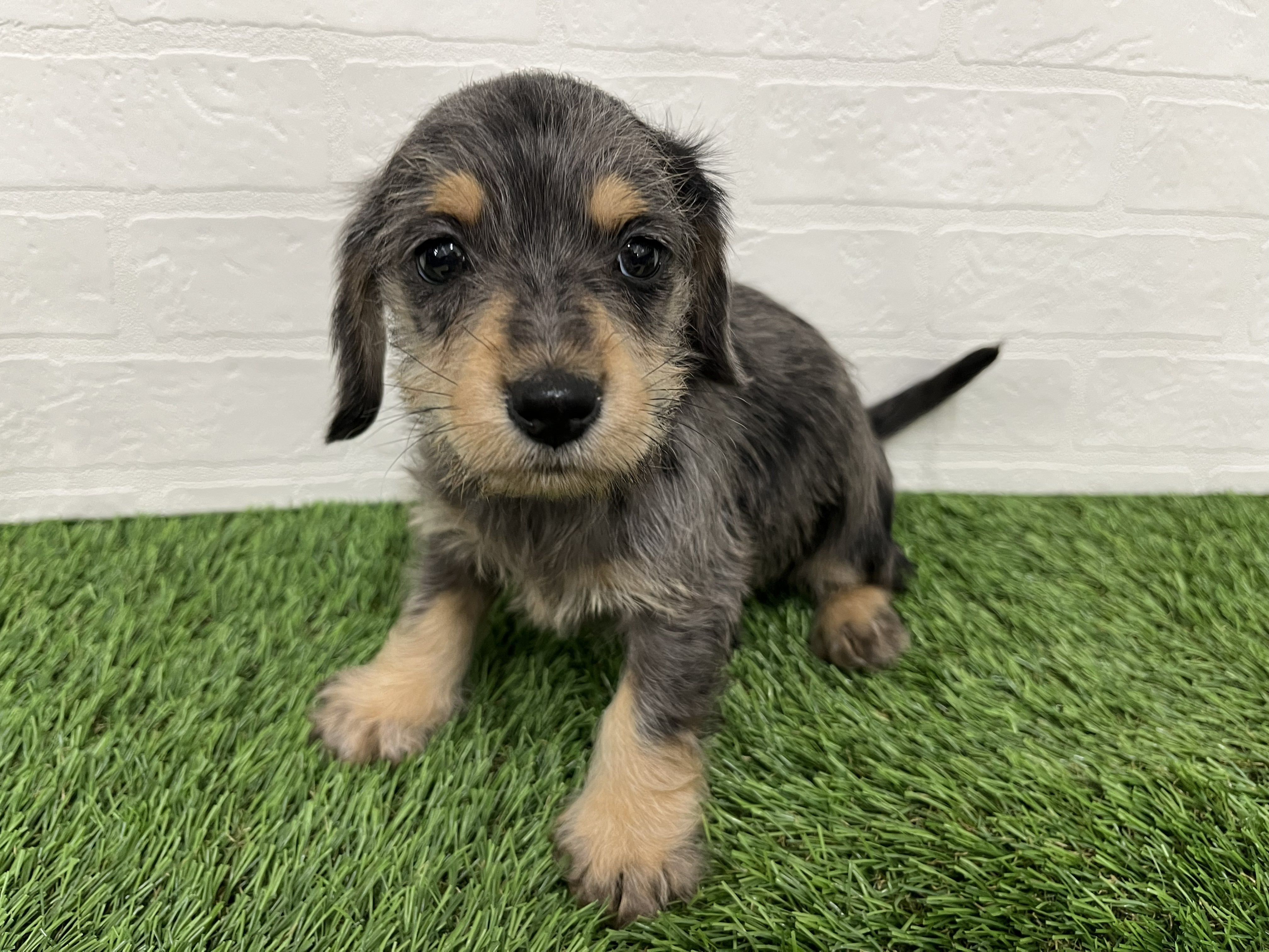 神奈川県のハーフ犬 (ワンニャンハウス新山下店/2025年12月16日生まれ/女の子/シルバーダップル)の子犬の2枚目の画像