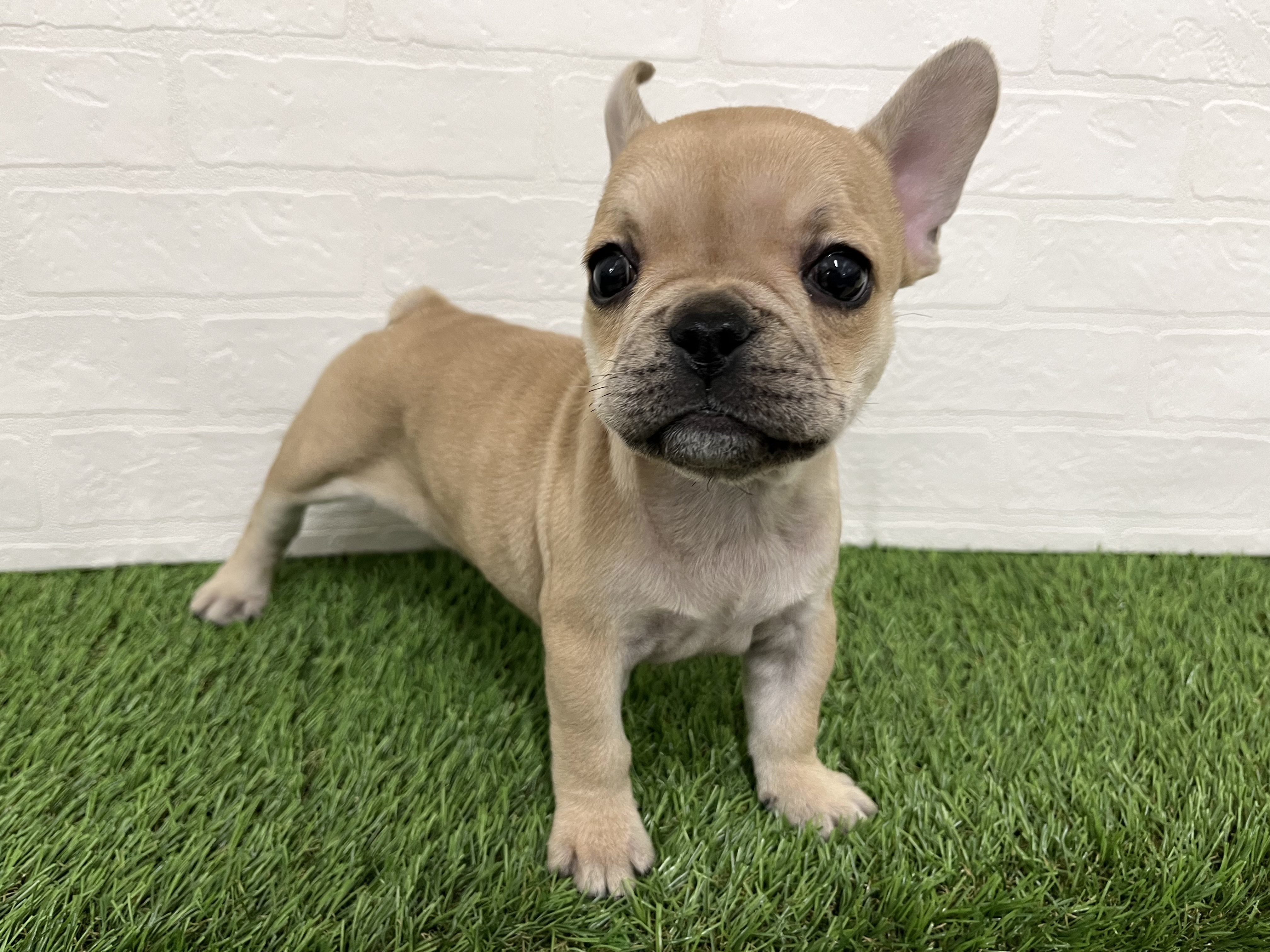 神奈川県のフレンチブルドッグ (ワンニャンハウス新山下店/2025年10月6日生まれ/女の子/フォーン)の子犬の3枚目の画像