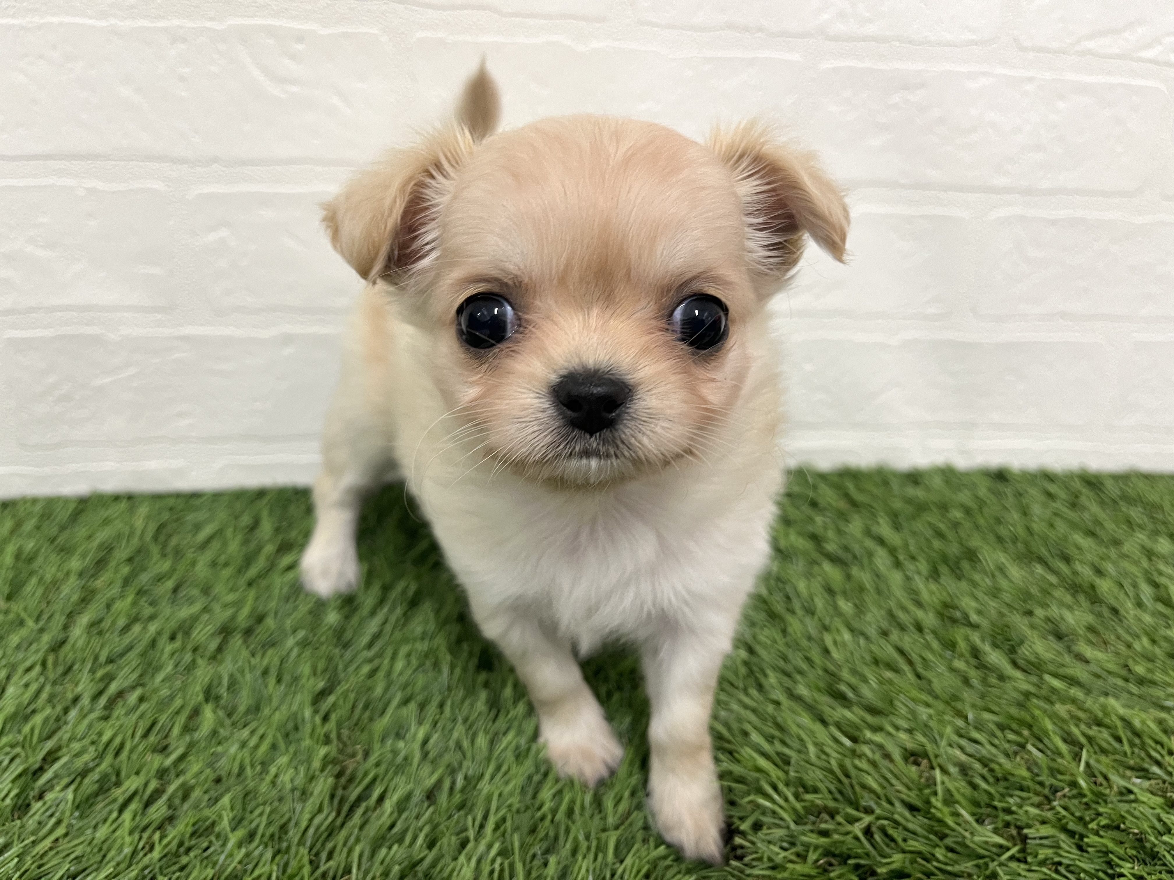 神奈川県のチワワ(ロング) (ワンニャンハウス新山下店/2025年11月25日生まれ/女の子/クリーム)の子犬