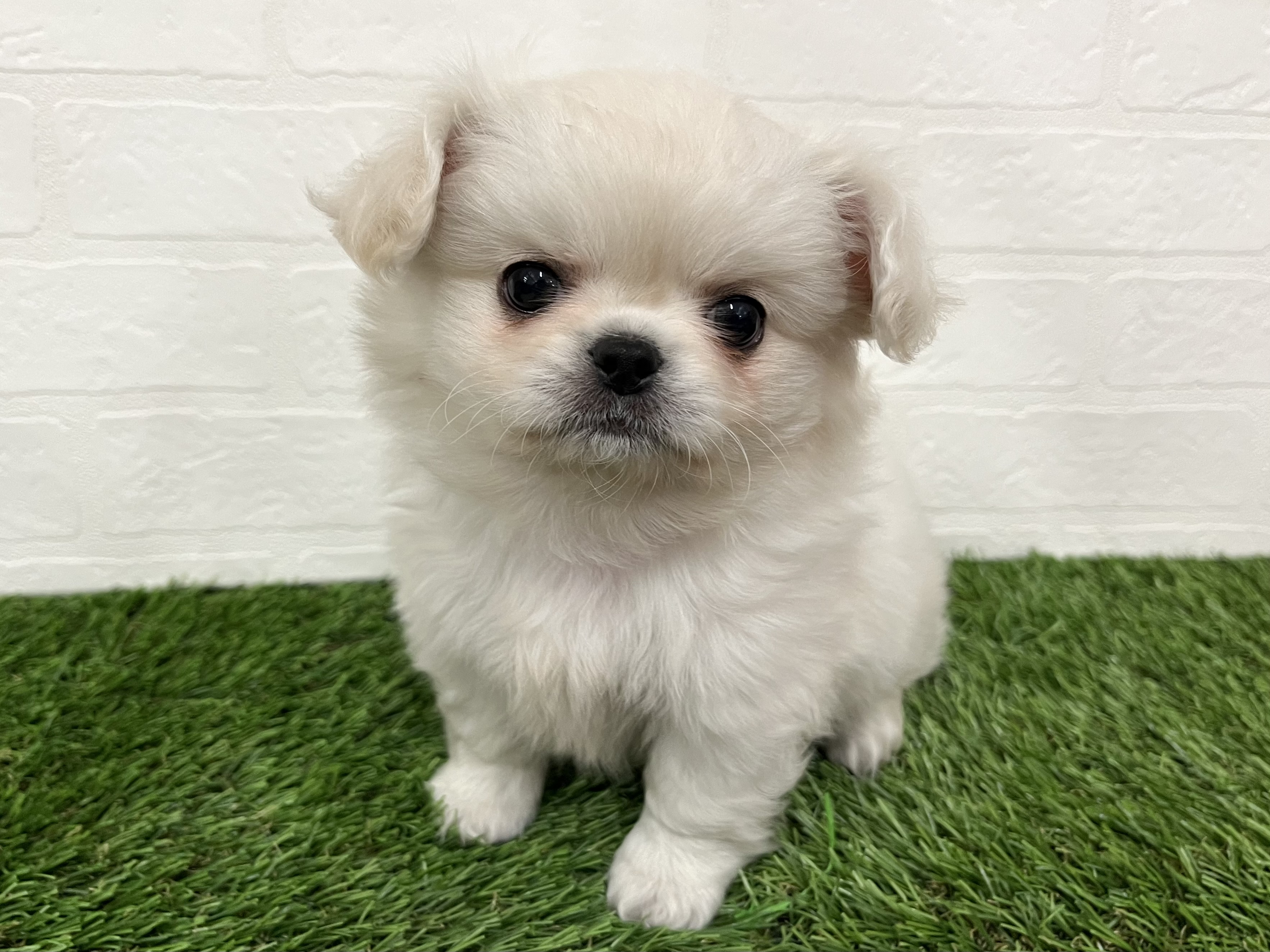 神奈川県のチワペキ/ペキチー/ペキチワ(チワワ×ペキニーズ) (ワンニャンハウス新山下店/2025年11月8日生まれ/男の子/クリーム)の子犬