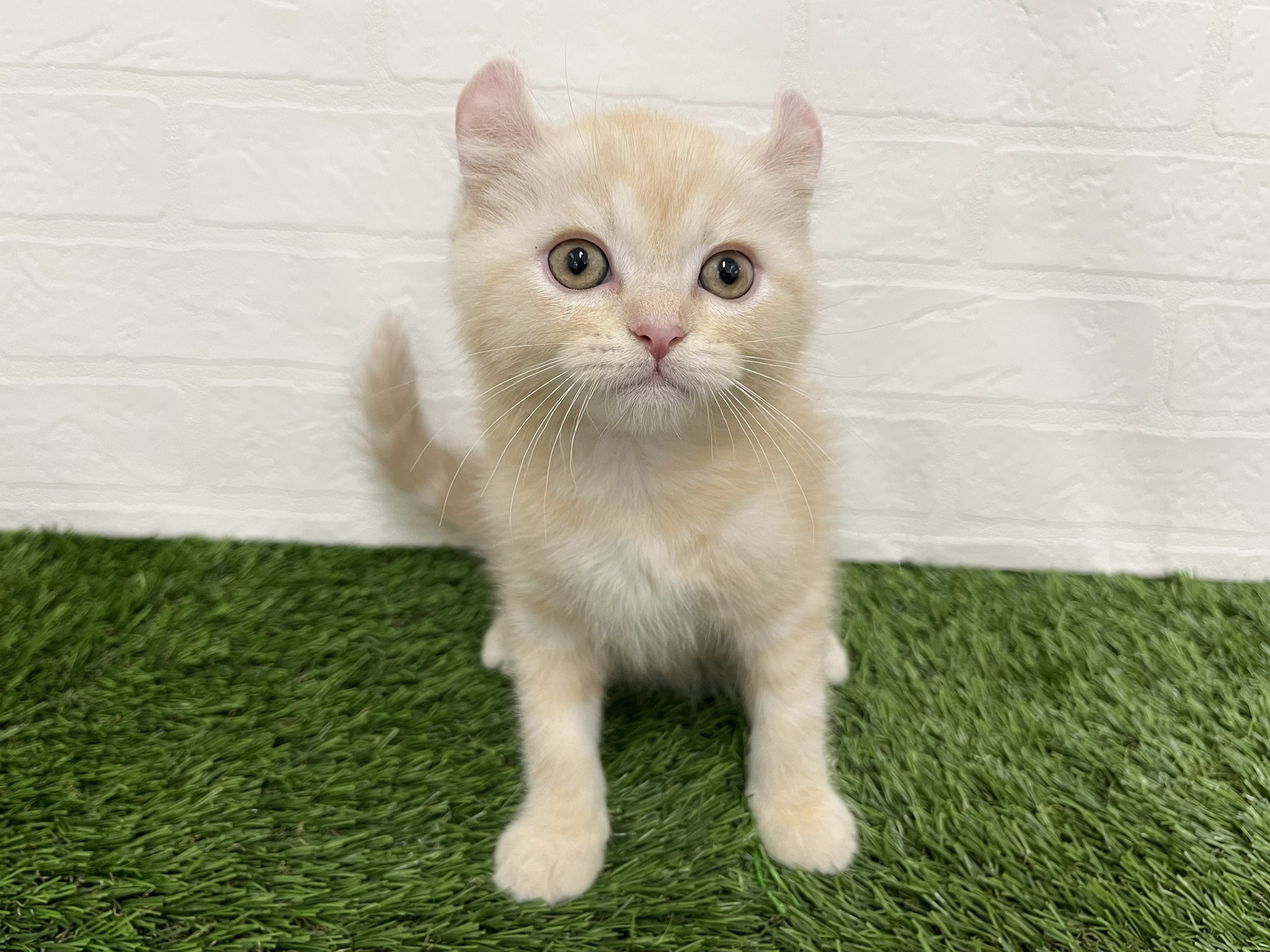 神奈川県のハーフ猫・ミックス猫 (ワンニャンハウス新山下店/2026年3月26日生まれ/女の子/クリームタビー)の子猫の1枚目の画像