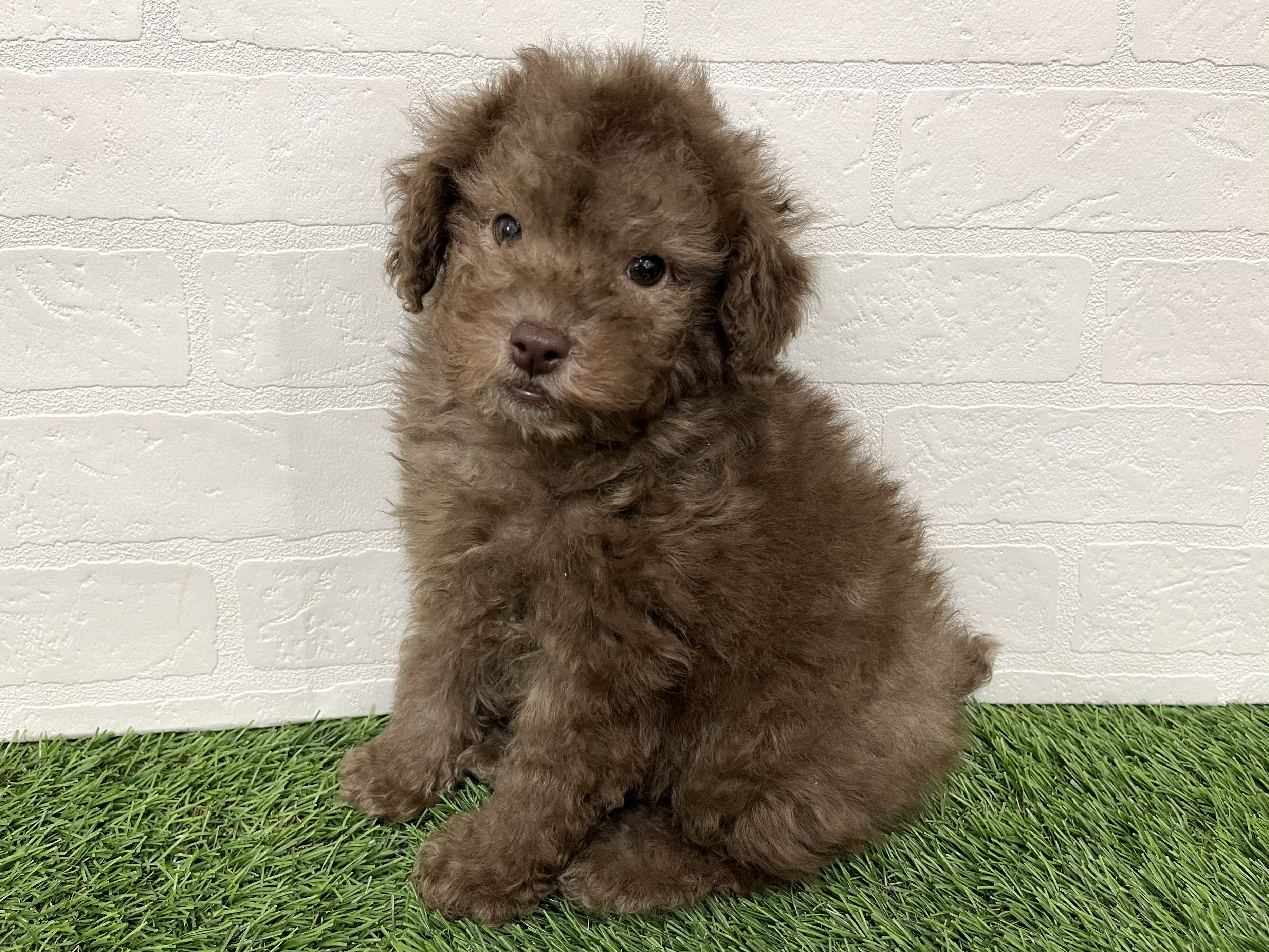 神奈川県のトイプードル(トイ) (ワンニャンハウス新山下店/2025年12月28日生まれ/男の子/シルバーベージュ)の子犬の3枚目の画像