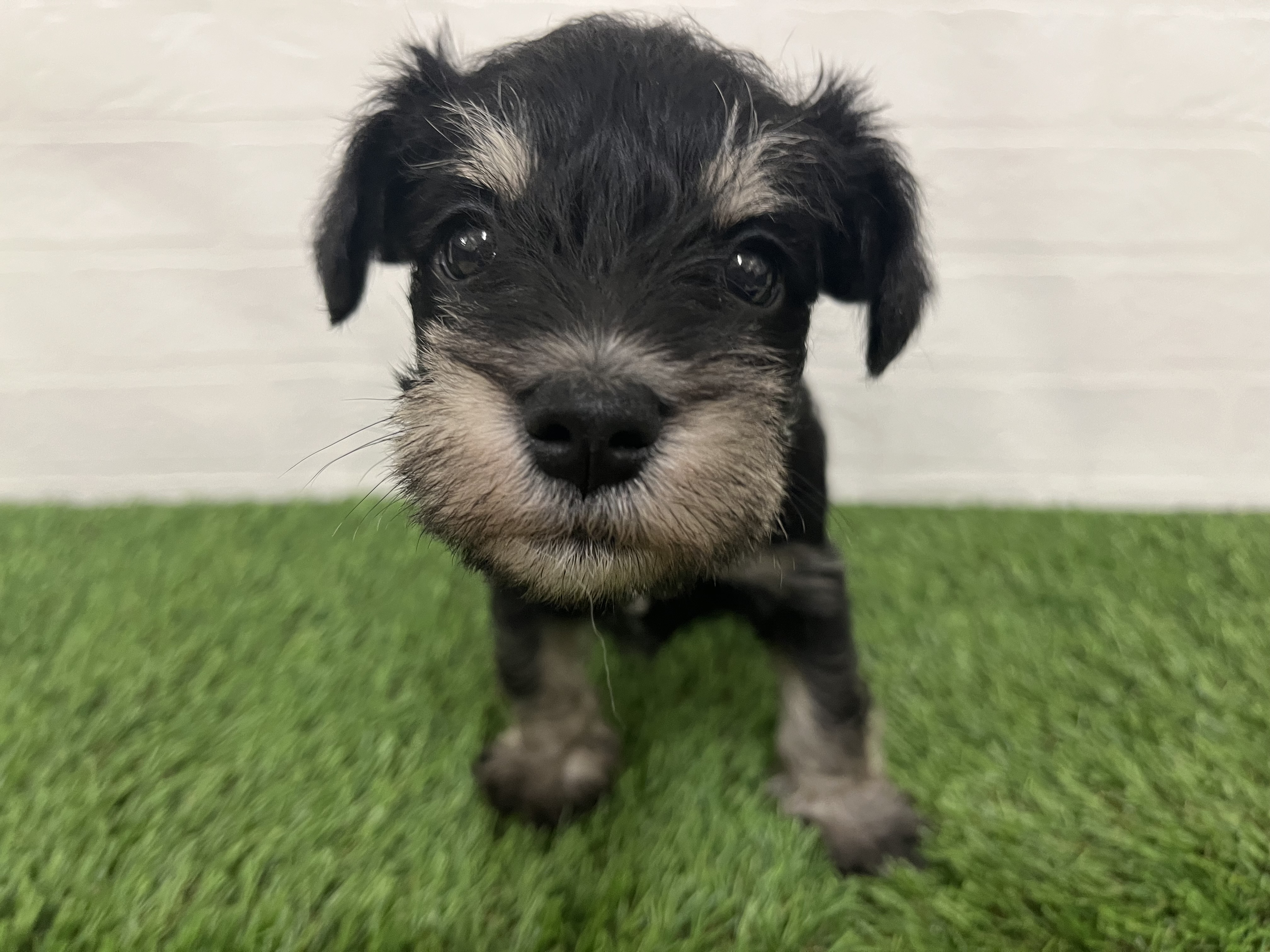 神奈川県のミニチュアシュナウザー (ワンニャンハウス新山下店/2025年10月7日生まれ/男の子/ブラックシルバー)の子犬の1枚目の画像