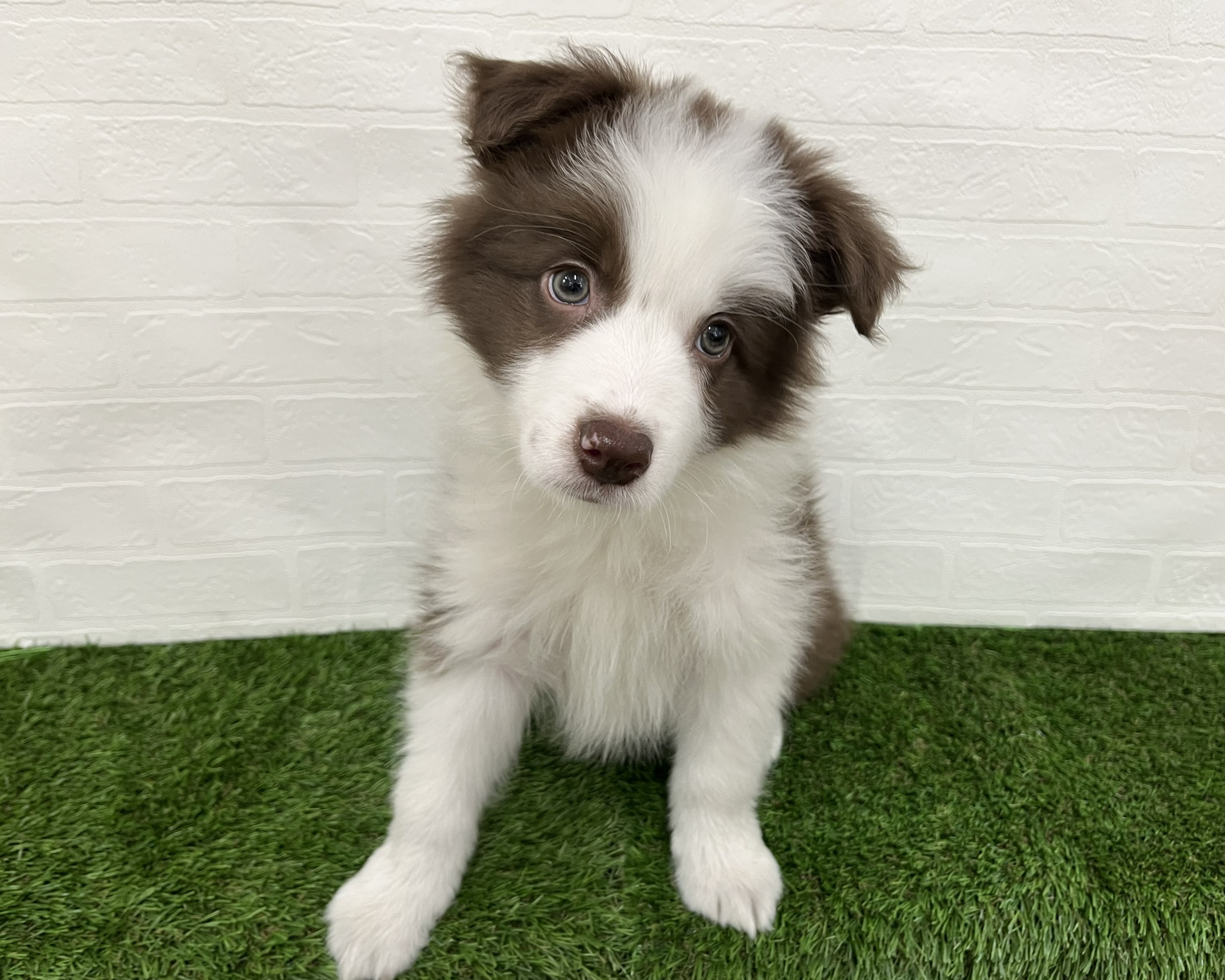 神奈川県のボーダーコリー (ワンニャンハウス新山下店/2026年1月20日生まれ/男の子/チョコレートホワイト)の子犬の1枚目の画像