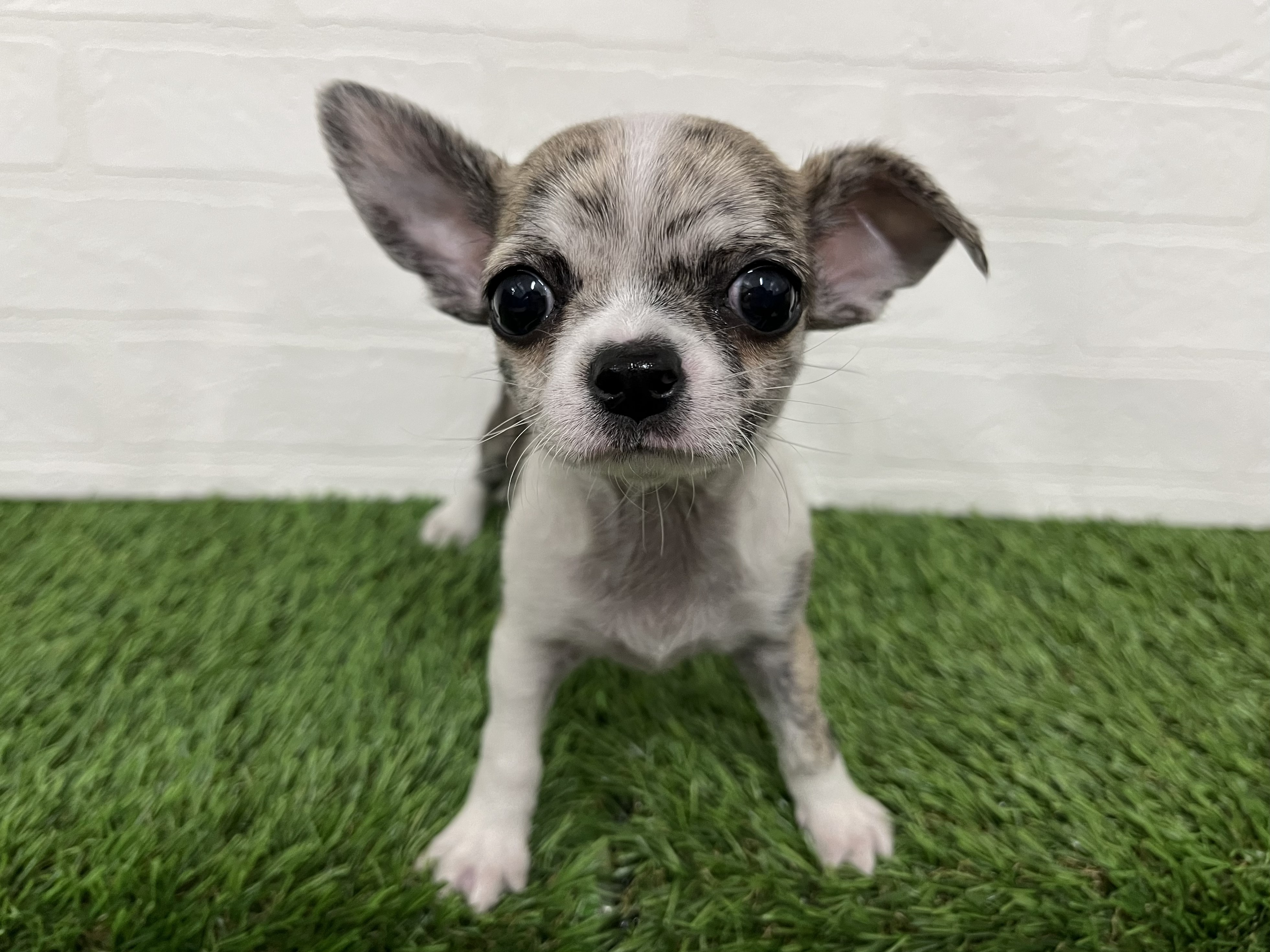 神奈川県のチワワ(ロング) (ワンニャンハウス新山下店/2025年12月20日生まれ/男の子/ブリンドルホワイト)の子犬の1枚目の画像