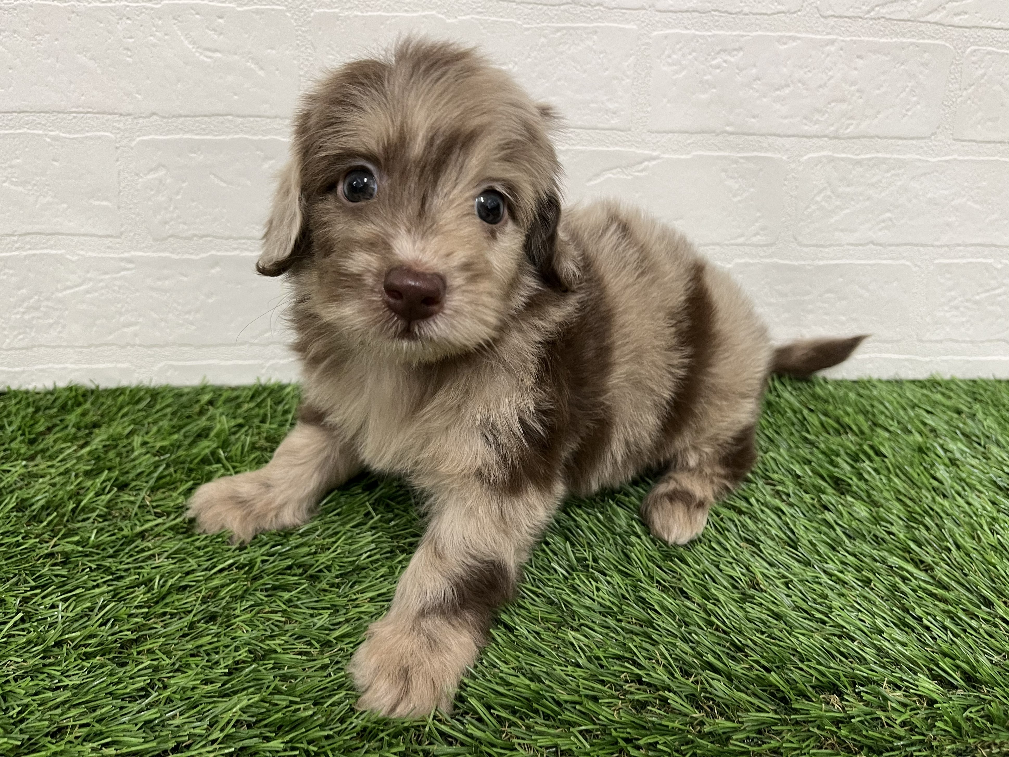 神奈川県のダップー(ダックス×プードル) (ワンニャンハウス新山下店/2026年2月9日生まれ/男の子/チョコレートダップル)の子犬の2枚目の画像