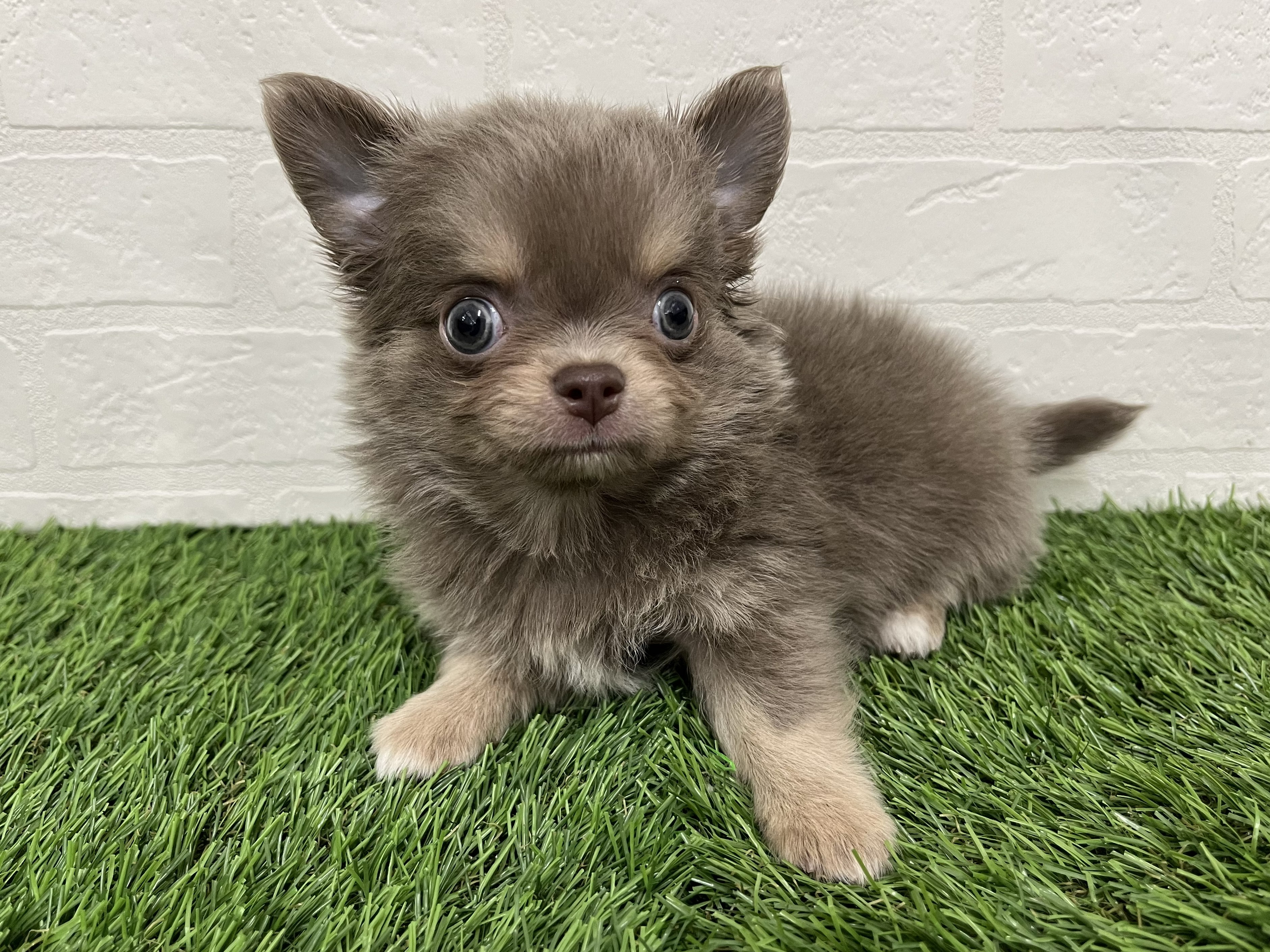 神奈川県のチワワ(ロング) (ワンニャンハウス新山下店/2025年12月9日生まれ/男の子/イザベラタン&ホワイト)の子犬の3枚目の画像