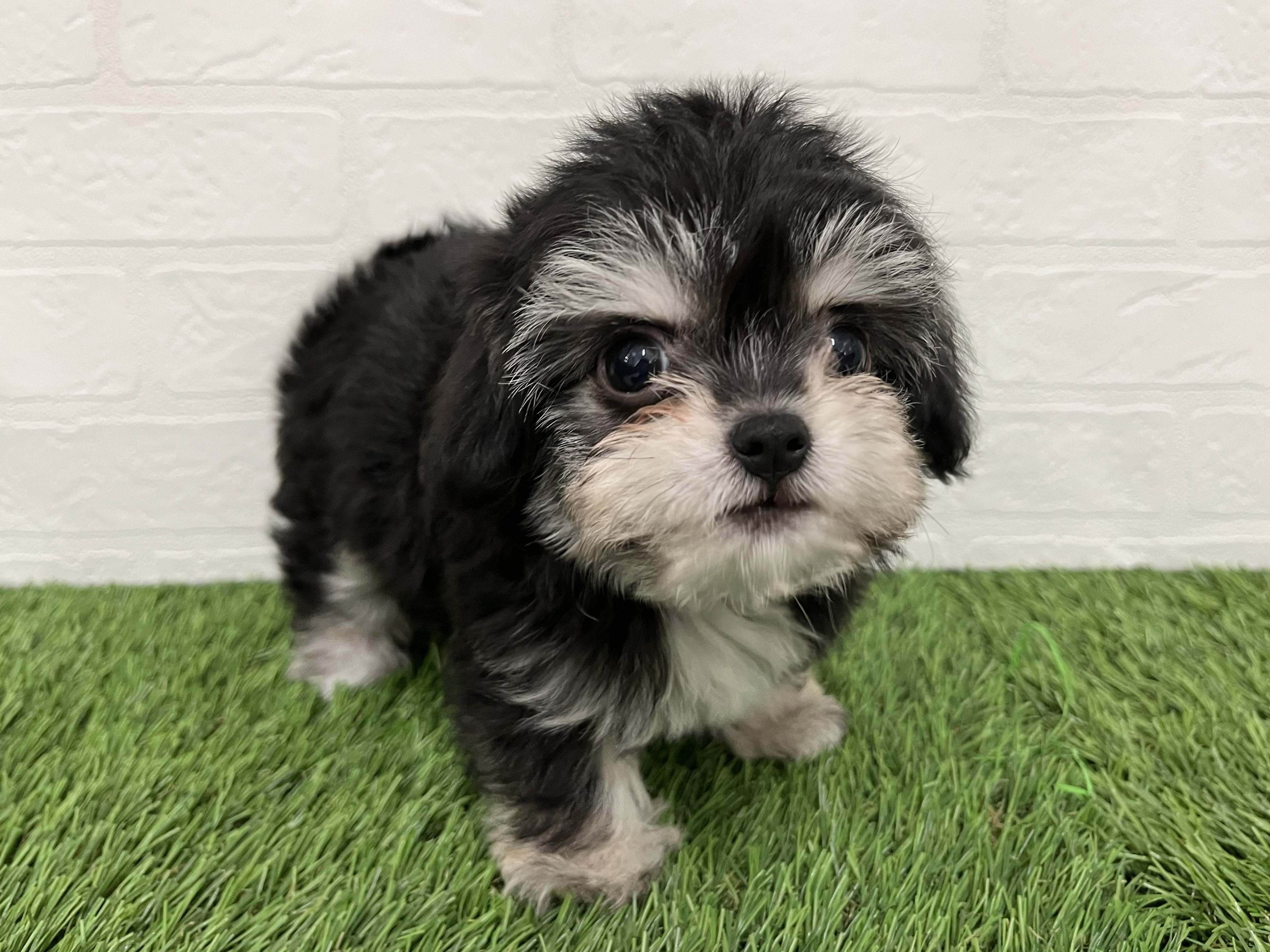 神奈川県のハーフ犬・ミックス犬 (ワンニャンハウス新山下店/2026年2月28日生まれ/女の子/ブラックタンホワイト)の子犬の4枚目の画像