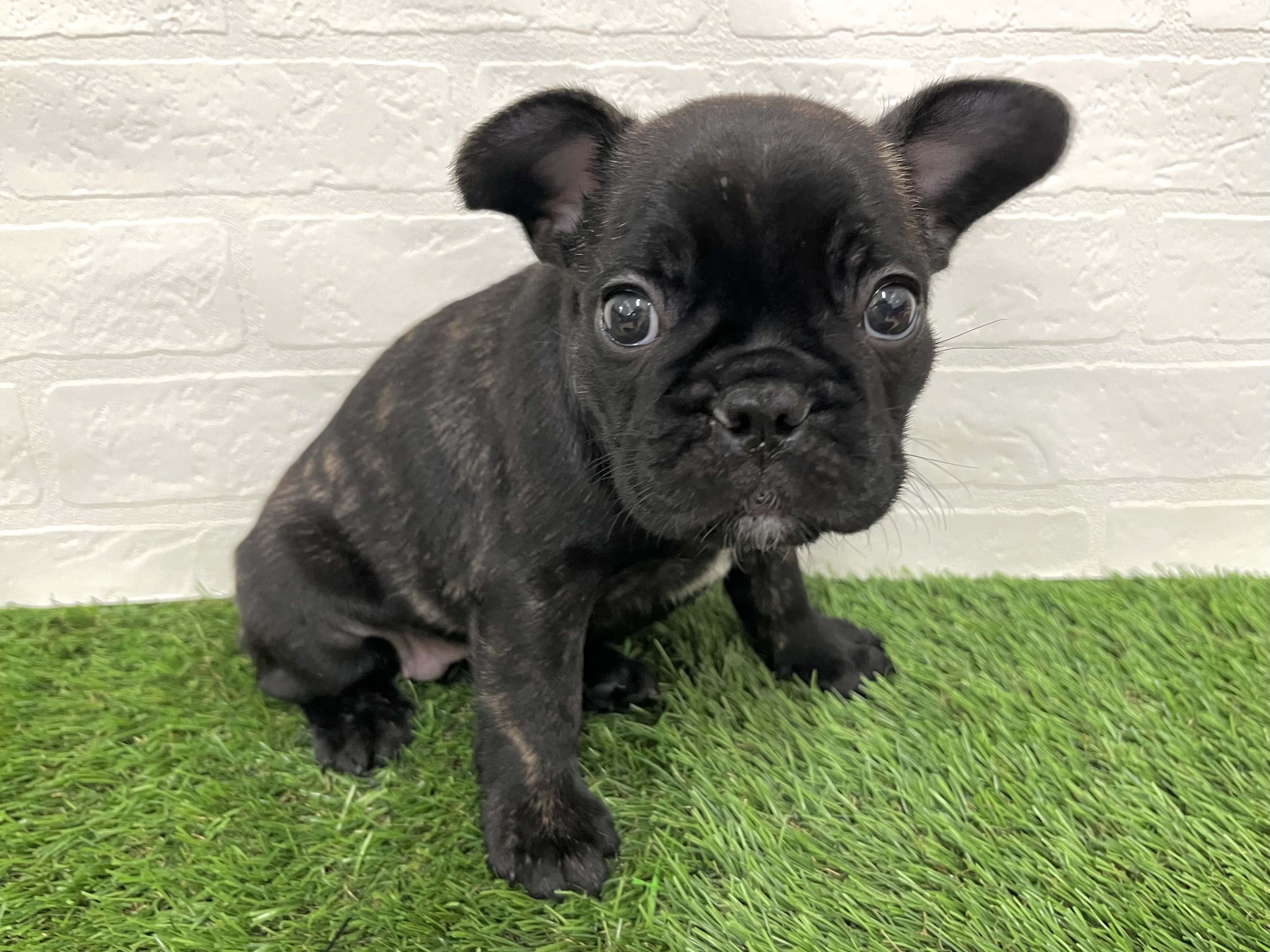 神奈川県のフレンチブルドッグ (ワンニャンハウス新山下店/2025年9月1日生まれ/女の子/ブリンドル)の子犬の4枚目の画像