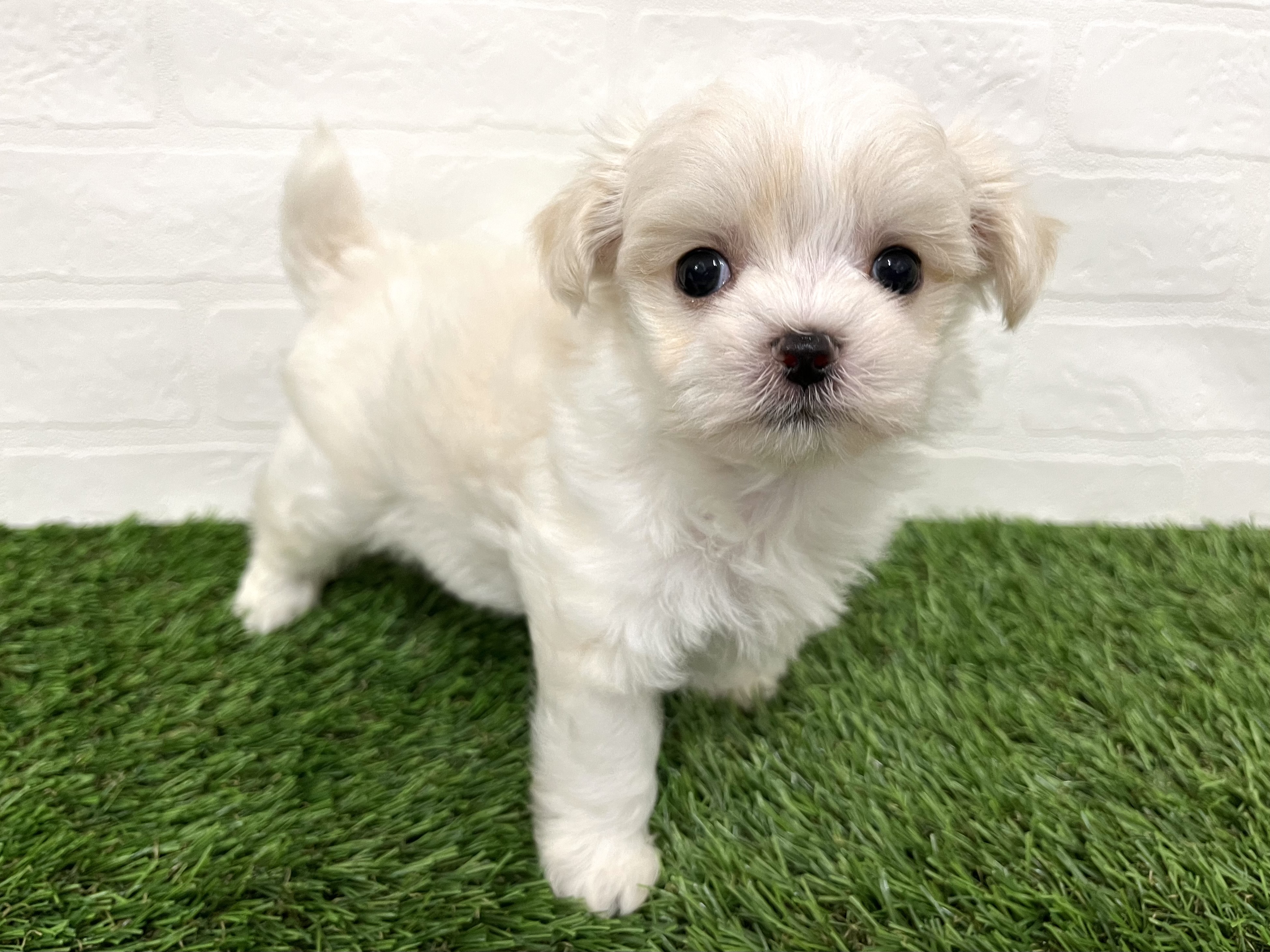 神奈川県のハーフ犬・ミックス犬 (ワンニャンハウス新山下店/2025年7月27日生まれ/男の子/ホワイト)の子犬の2枚目の画像