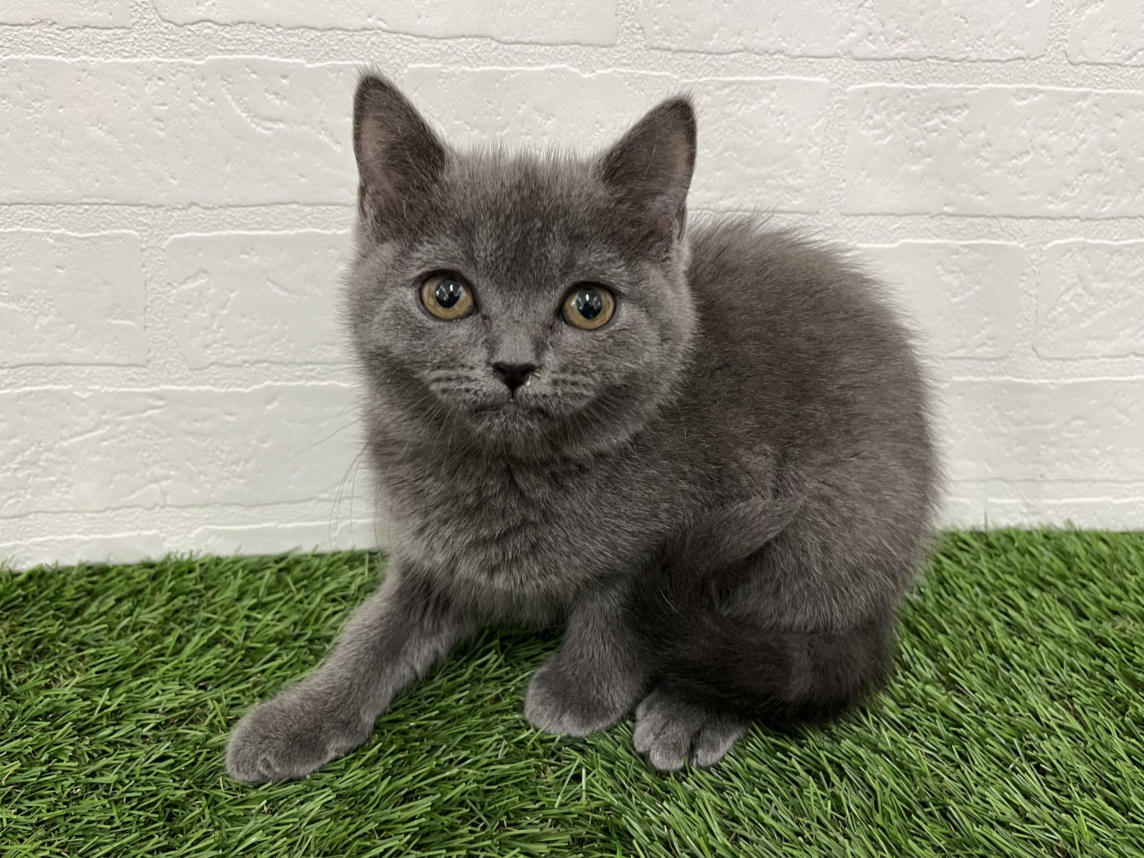 神奈川県のブリティッシュショートヘアー (ワンニャンハウス新山下店/2025年9月9日生まれ/女の子/ブルー)の子猫の2枚目の画像