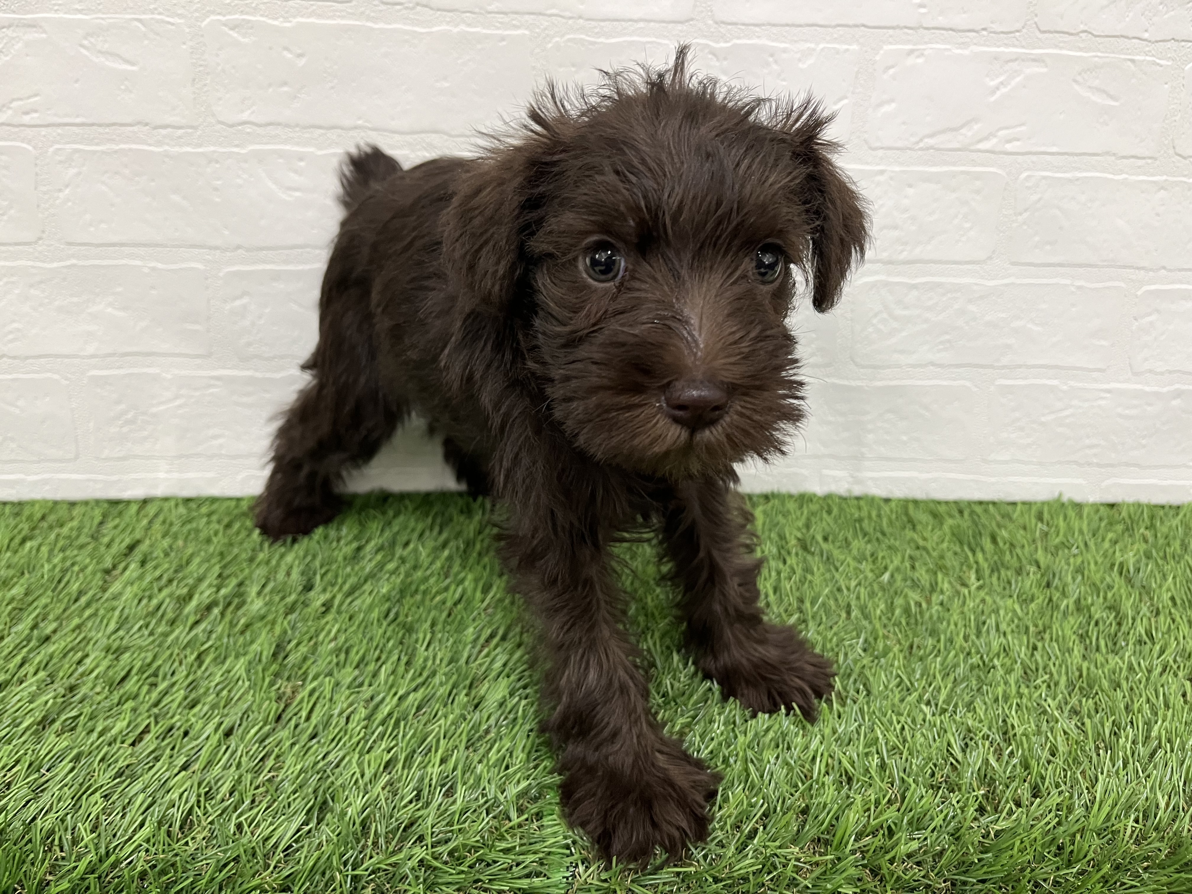 神奈川県のミニチュアシュナウザー (ワンニャンハウス新山下店/2025年10月12日生まれ/女の子/レバーホワイト)の子犬の2枚目の画像