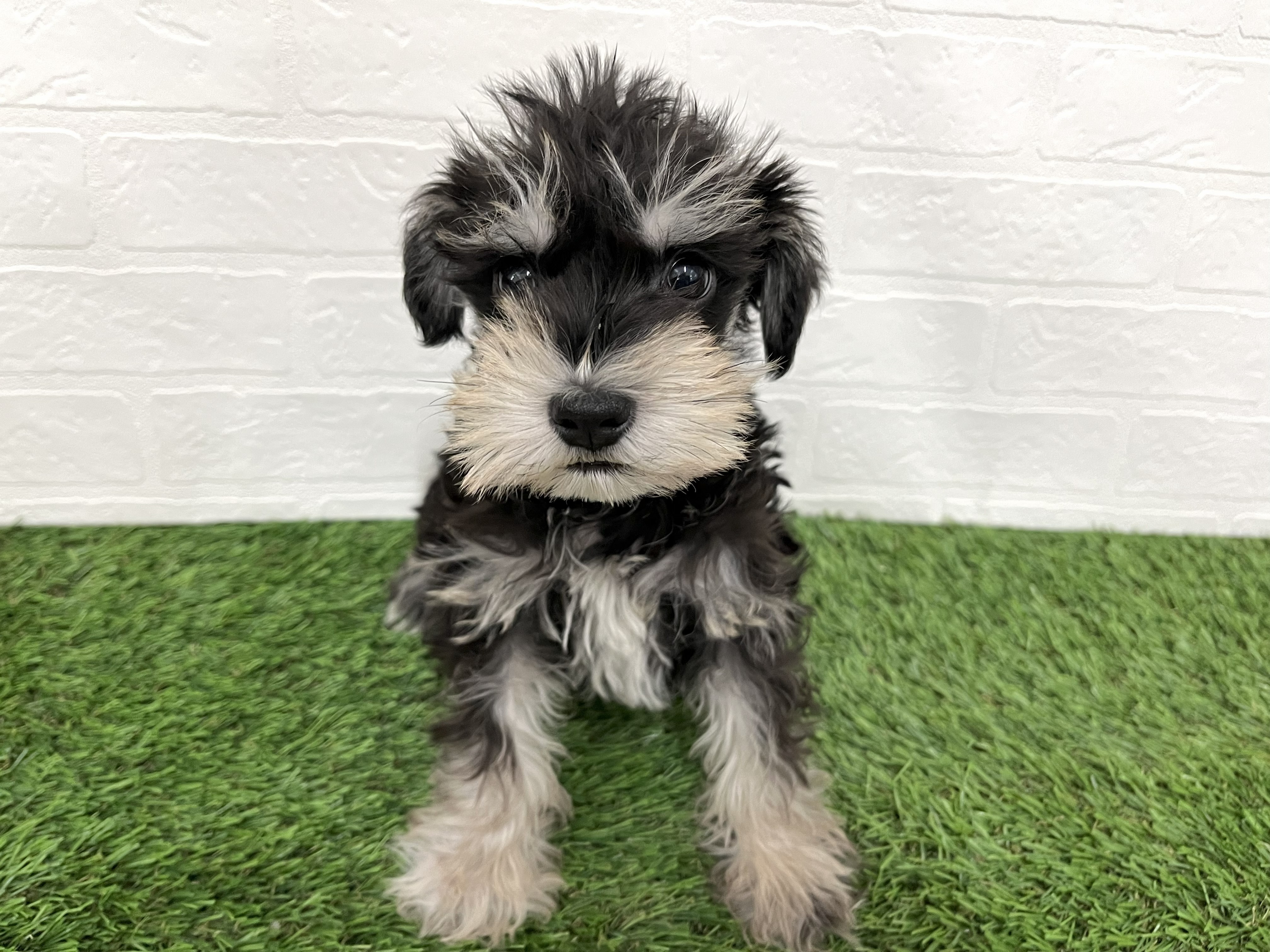 神奈川県のミニチュアシュナウザー (ワンニャンハウス新山下店/2025年12月22日生まれ/女の子/ブラックシルバー)の子犬の2枚目の画像