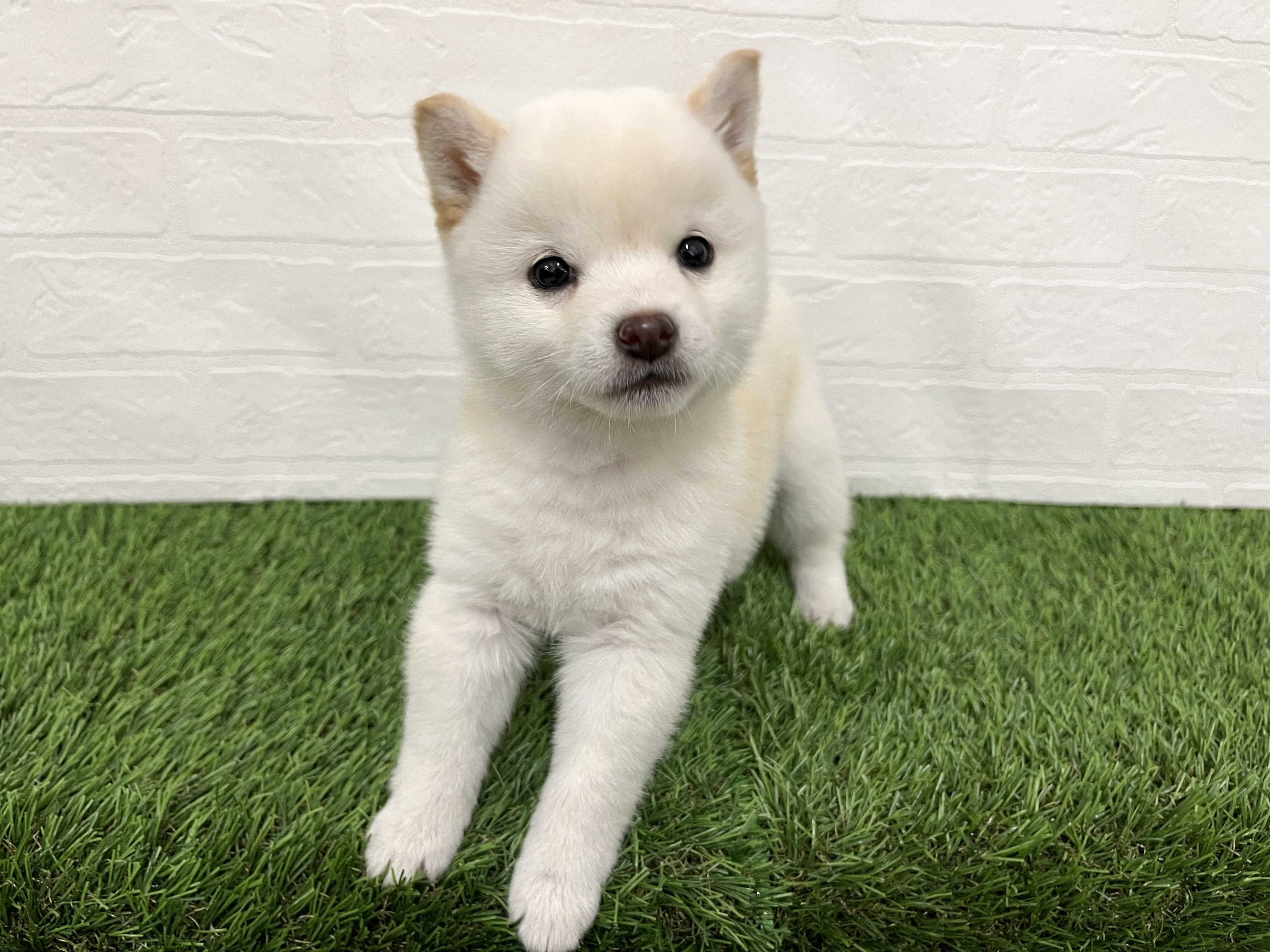 神奈川県の豆柴 (ワンニャンハウス新山下店/2025年10月14日生まれ/女の子/白)の子犬の3枚目の画像