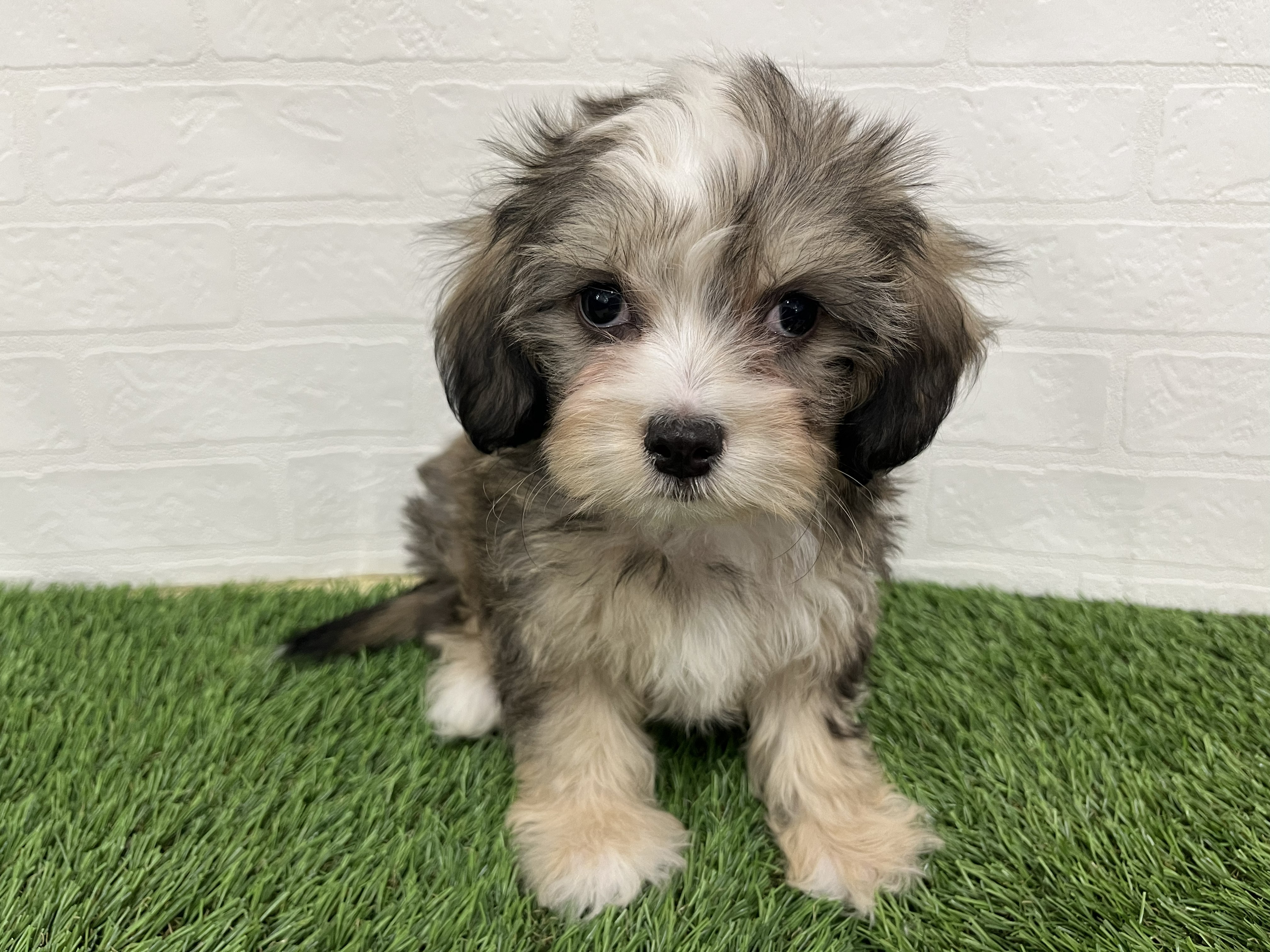 神奈川県のシュナマル/マルシュナ(シュナウザー×マルチーズ) (ワンニャンハウス新山下店/2025年11月22日生まれ/女の子/ソルトペッパー)の子犬の2枚目の画像