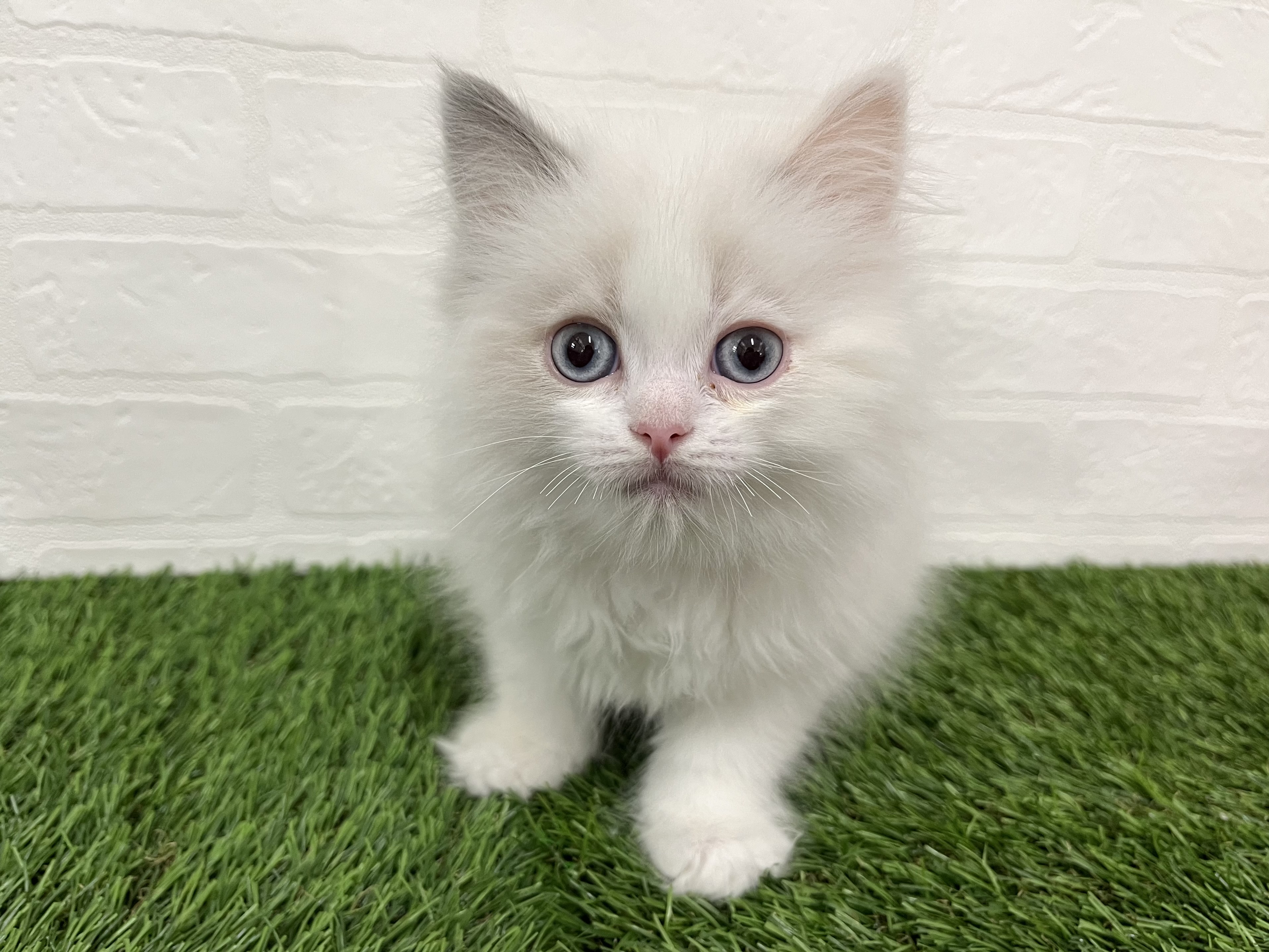 神奈川県のラグドール (ワンニャンハウス新山下店/2025年11月19日生まれ/女の子/トーティーポイントバイカラー)の子猫