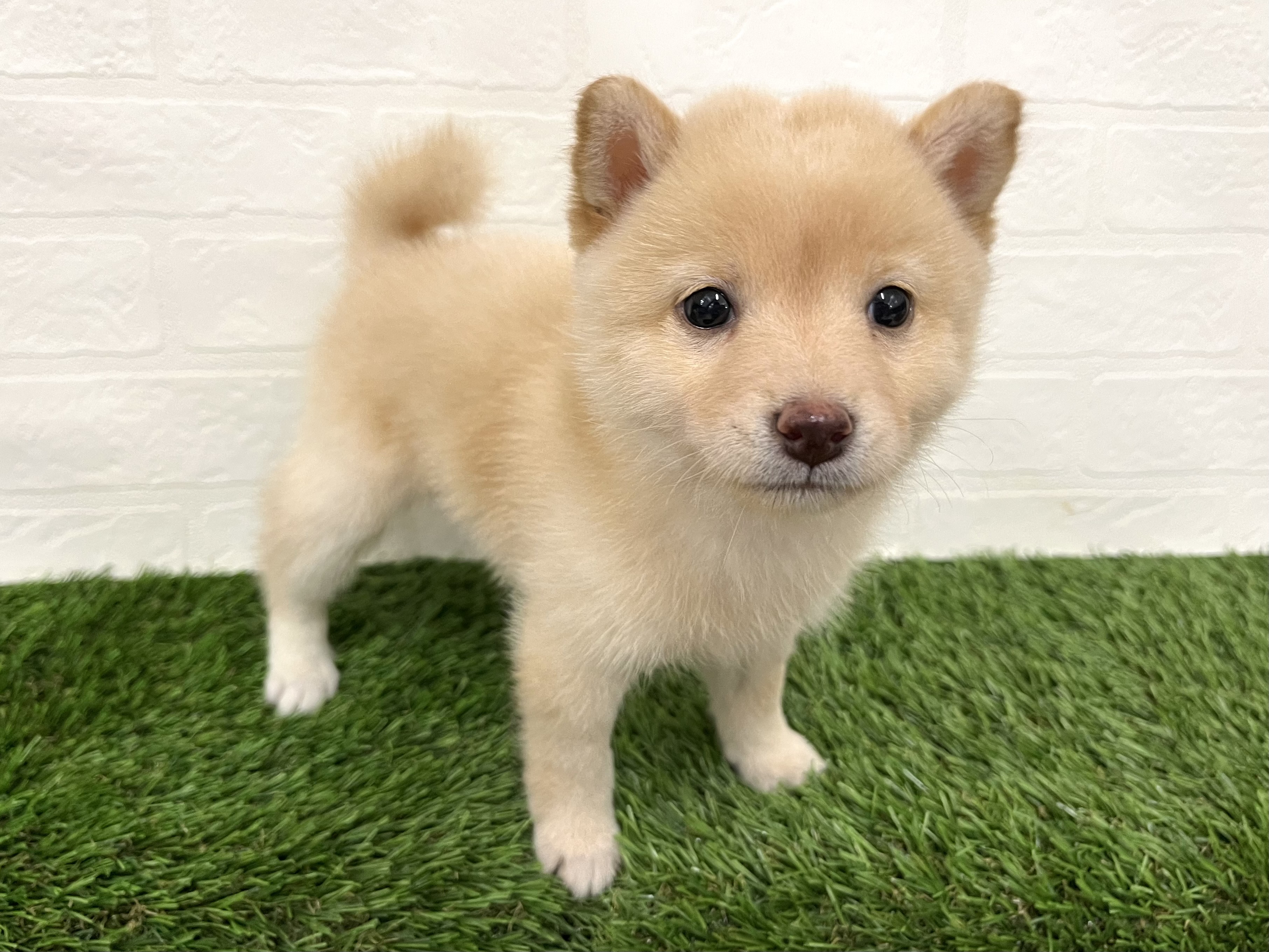 神奈川県の豆柴 (ワンニャンハウス新山下店/2025年8月12日生まれ/女の子/白)の子犬の2枚目の画像