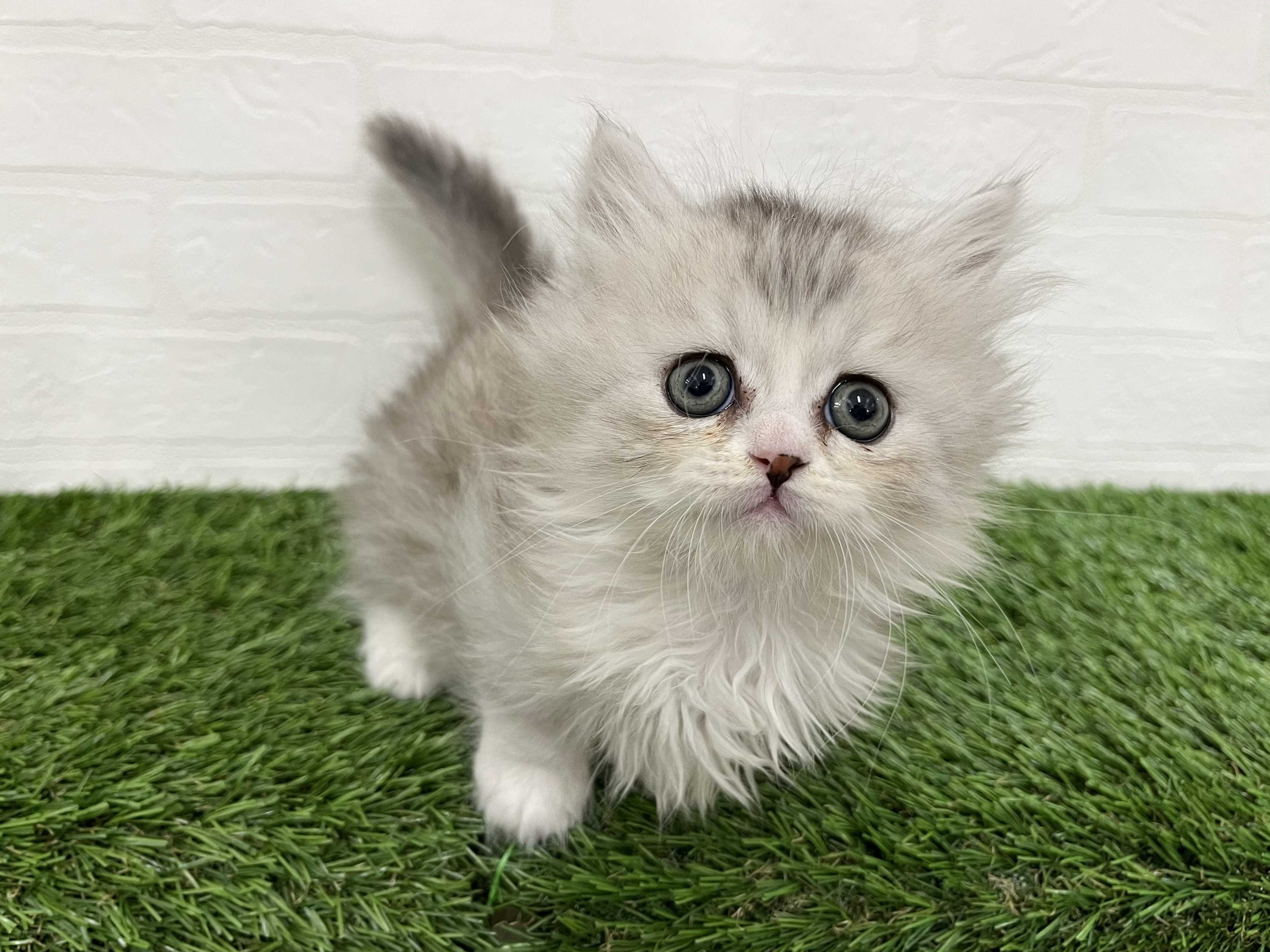 神奈川県のミヌエット (ワンニャンハウス新山下店/2026年2月8日生まれ/男の子/シルバータビーホワイト)の子猫の2枚目の画像