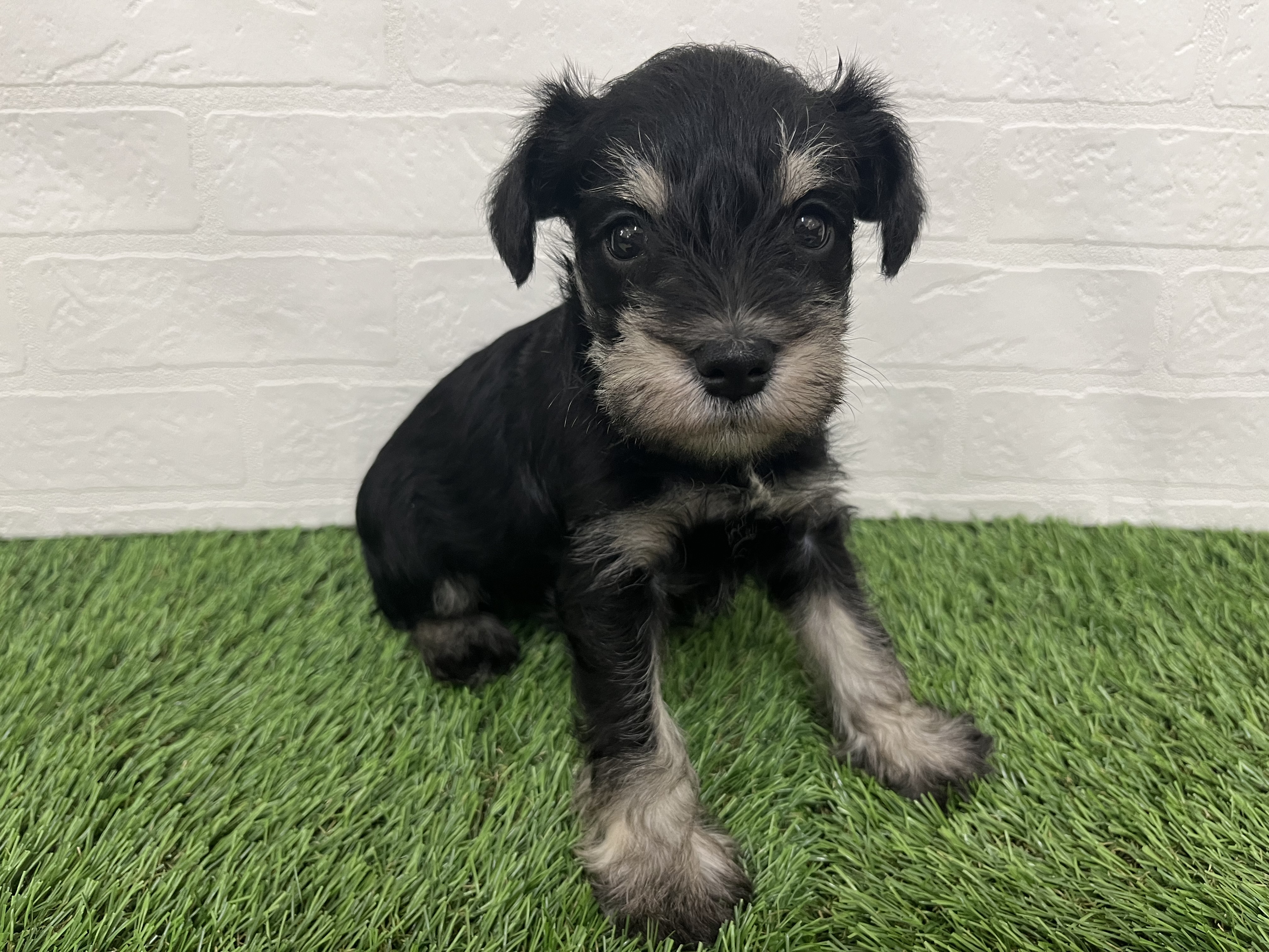 神奈川県のミニチュアシュナウザー (ワンニャンハウス新山下店/2025年10月7日生まれ/男の子/ブラックシルバー)の子犬の3枚目の画像