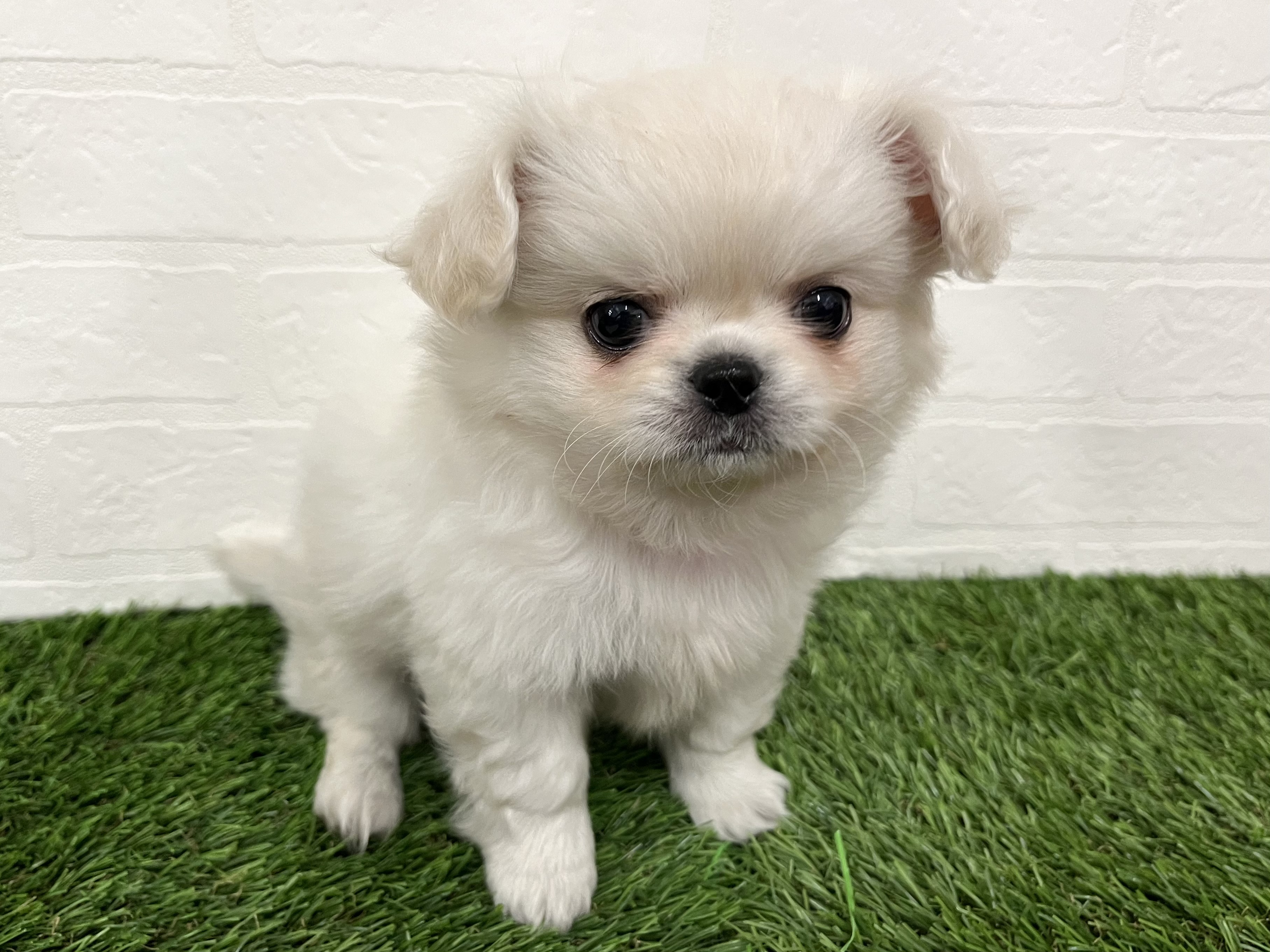 神奈川県のチワペキ/ペキチー/ペキチワ(チワワ×ペキニーズ) (ワンニャンハウス新山下店/2025年11月8日生まれ/男の子/クリーム)の子犬の4枚目の画像