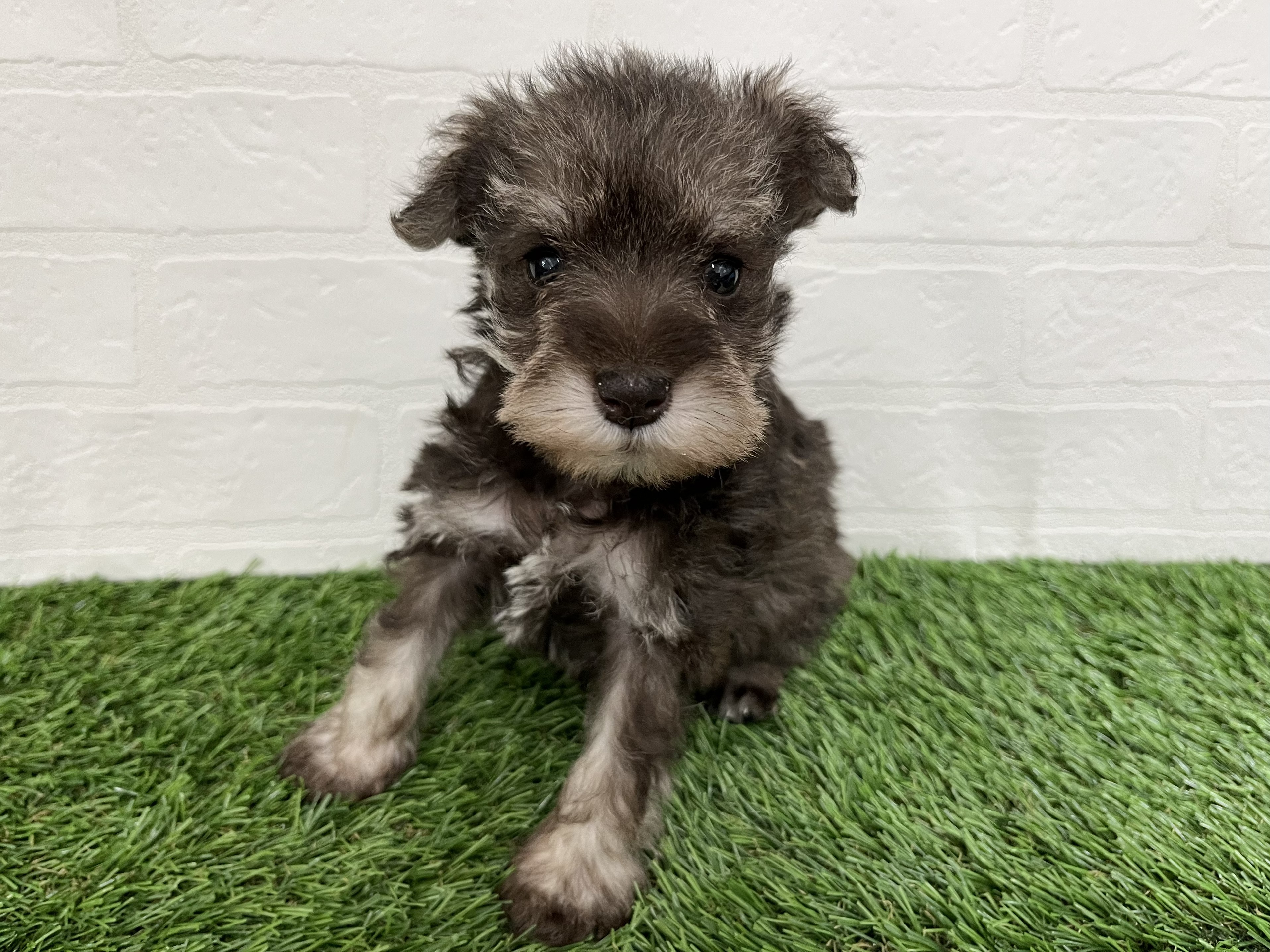 神奈川県のミニチュアシュナウザー (ワンニャンハウス新山下店/2026年2月1日生まれ/女の子/レバー&ペッパー)の子犬の2枚目の画像