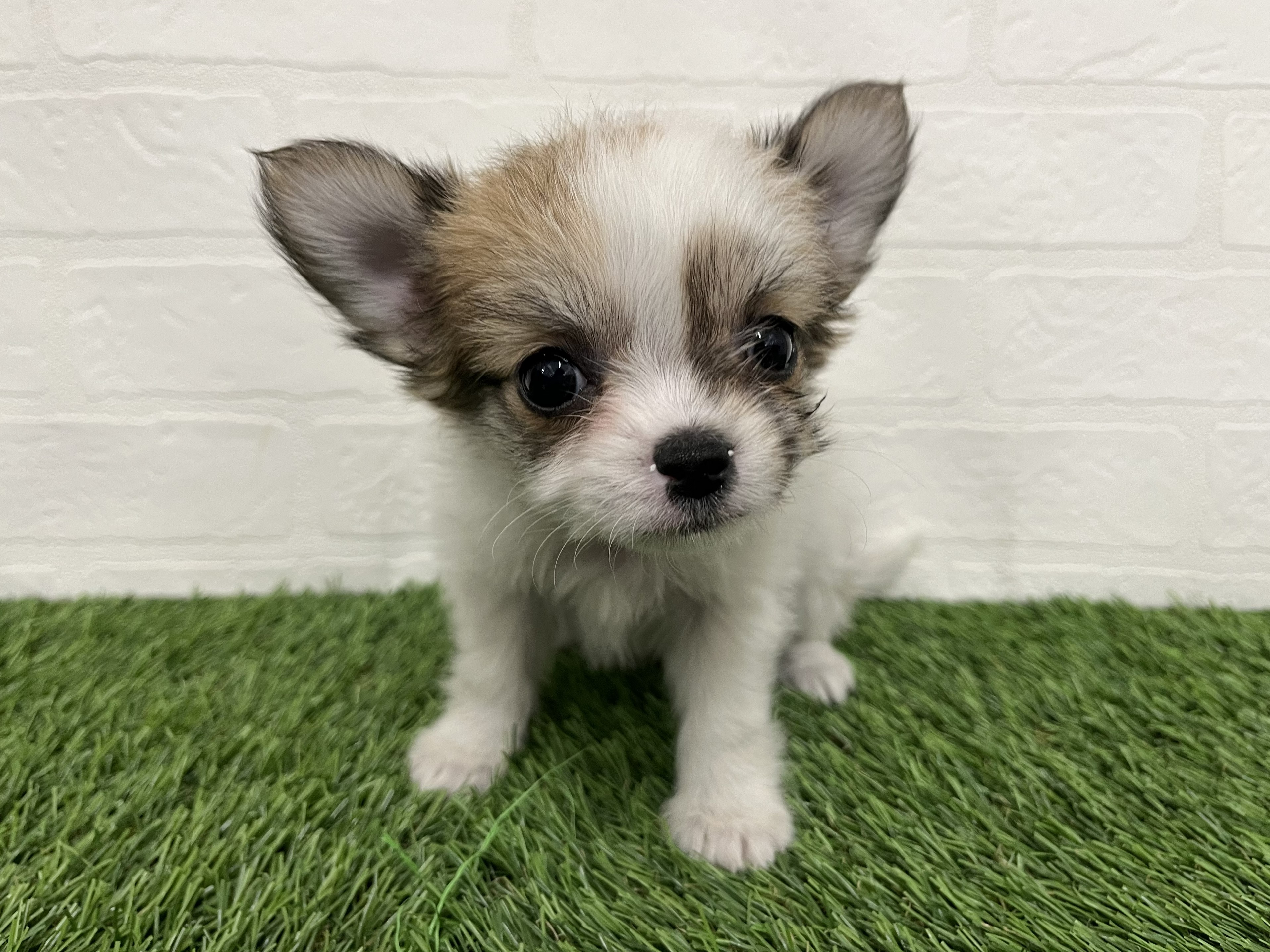 神奈川県のハーフ犬・ミックス犬 (ワンニャンハウス新山下店/2026年2月9日生まれ/女の子/ホワイトタン)の子犬の1枚目の画像