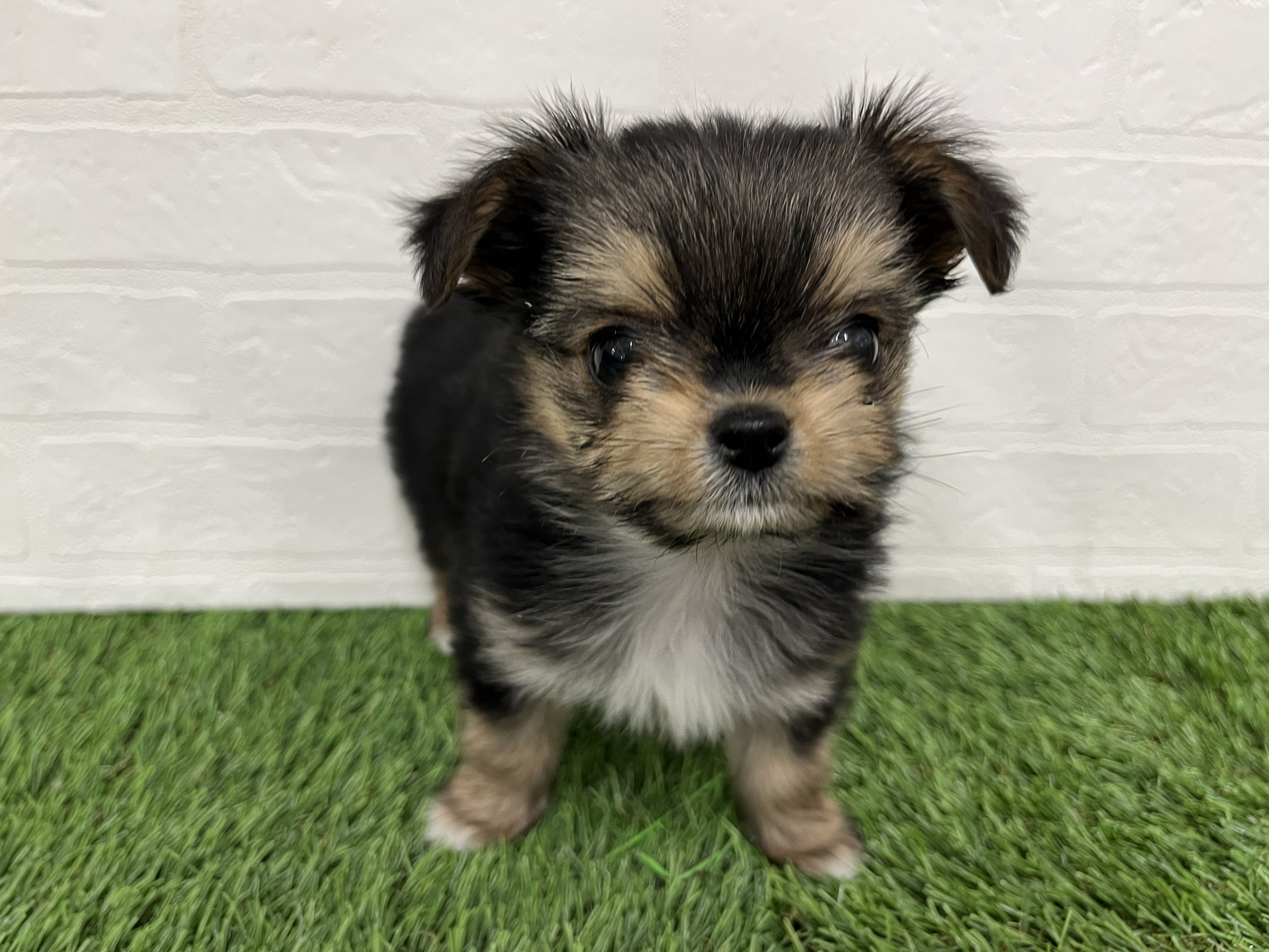 神奈川県のヨーチー/チワキー/チワヨーキー(ヨークシャーテリア×チワワ) (ワンニャンハウス新山下店/2026年1月12日生まれ/女の子/スチールブルータン)の子犬の1枚目の画像