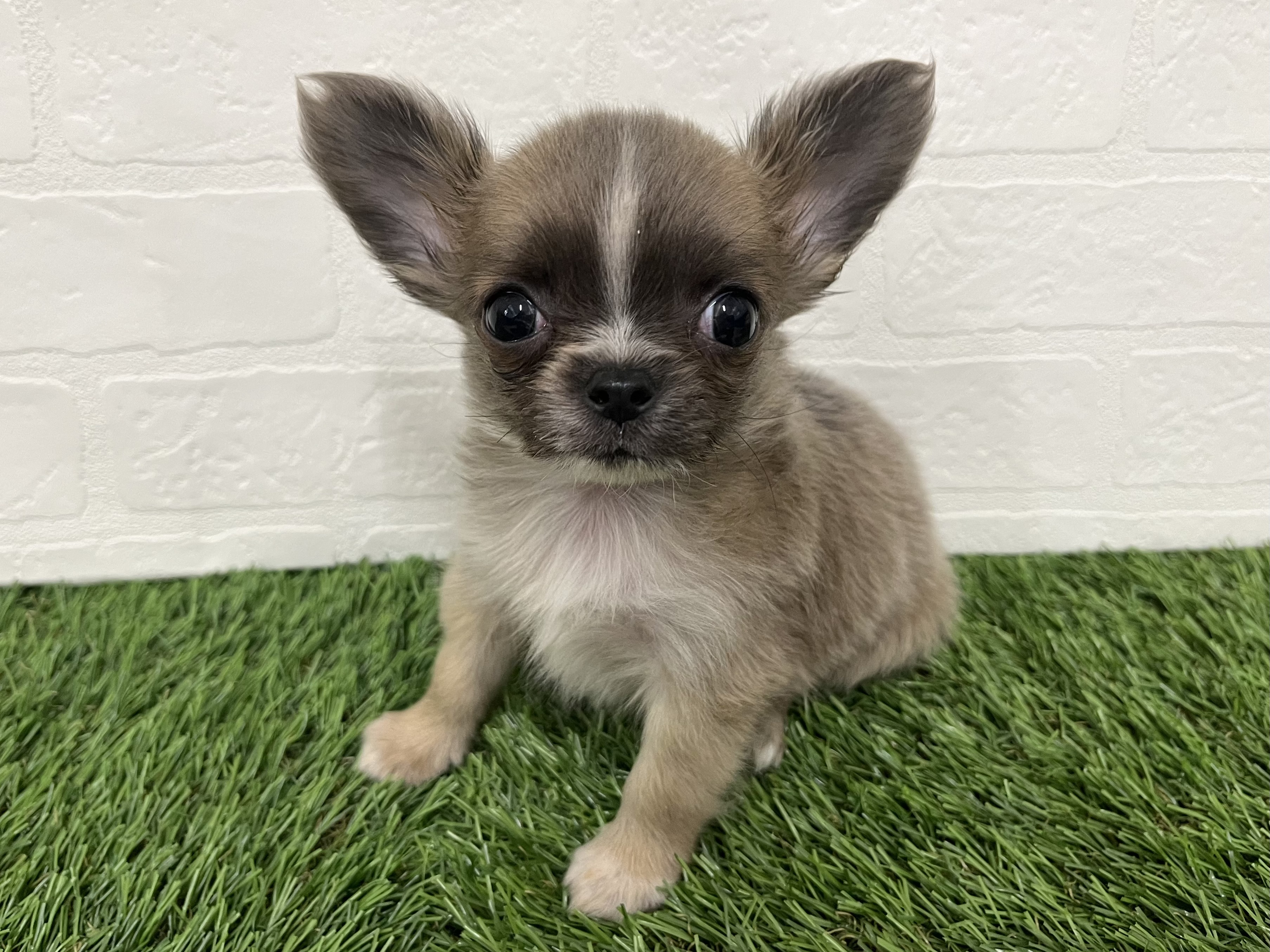 神奈川県のチワワ(ロング) (ワンニャンハウス新山下店/2025年10月4日生まれ/女の子/ブルーフォーンホワイト)の子犬の2枚目の画像