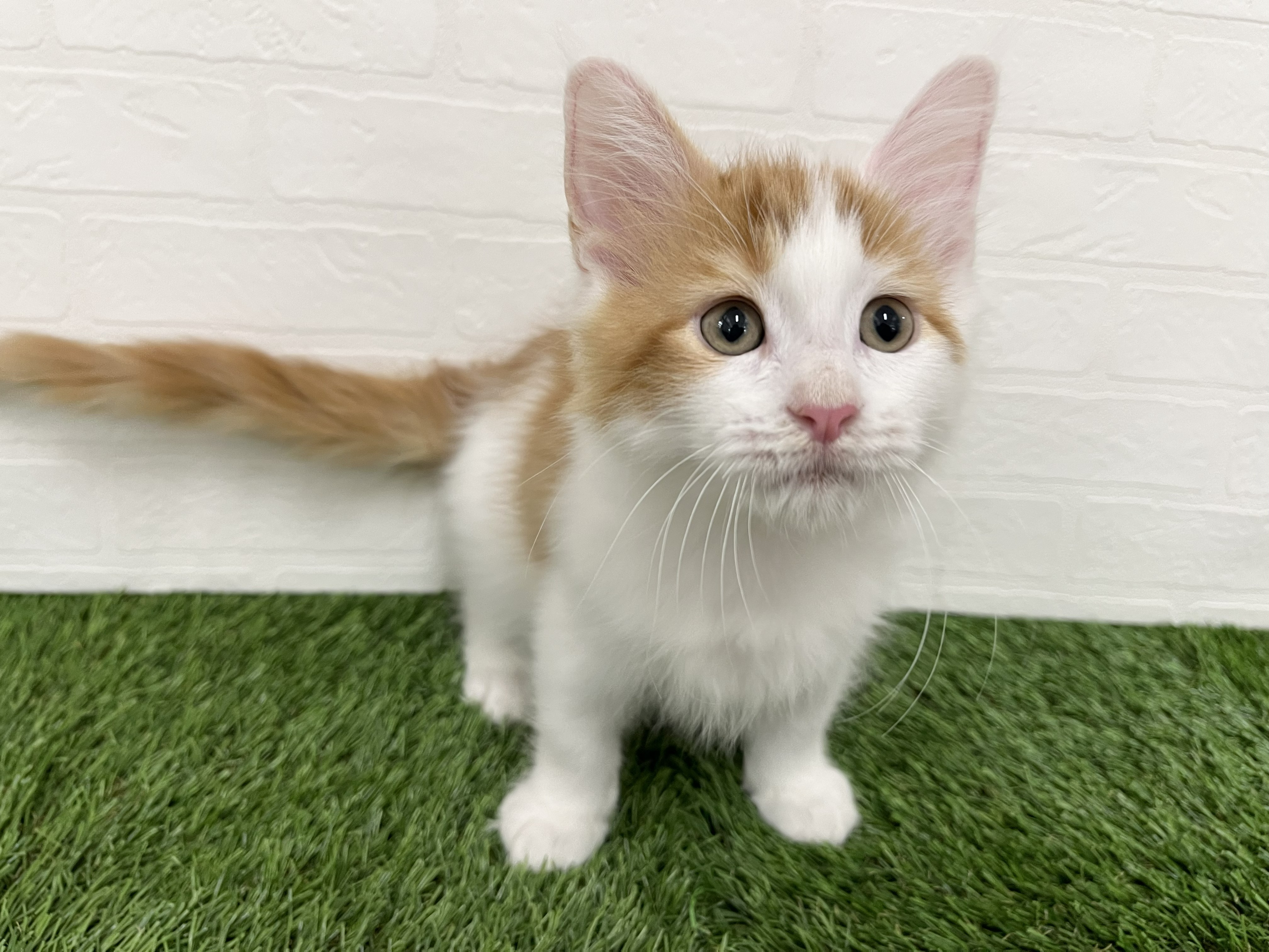 神奈川県のメインクーン (ワンニャンハウス新山下店/2026年1月20日生まれ/男の子/レッドタビーホワイト)の子猫の2枚目の画像