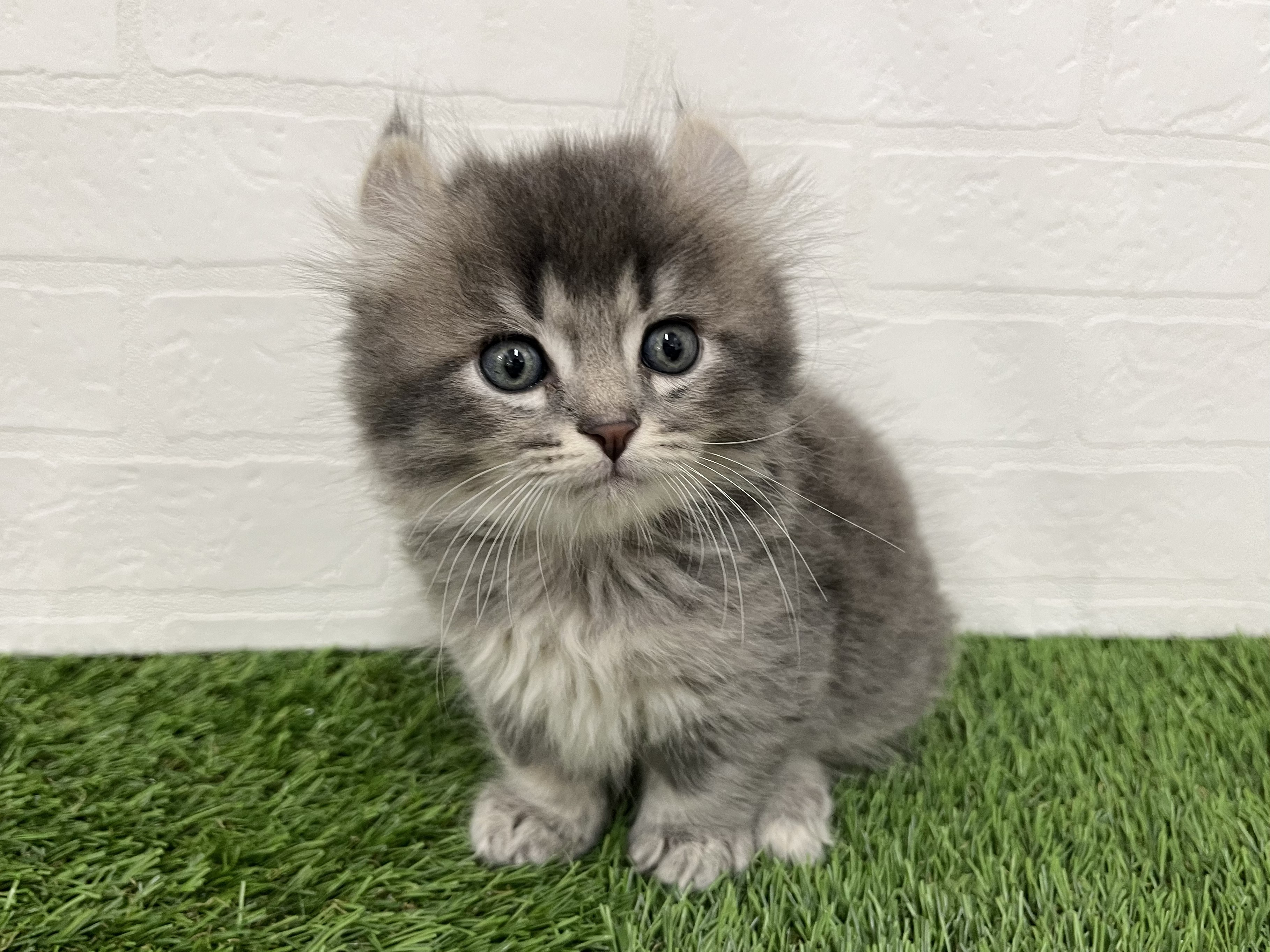 2026年2月17日生まれのキンカロー