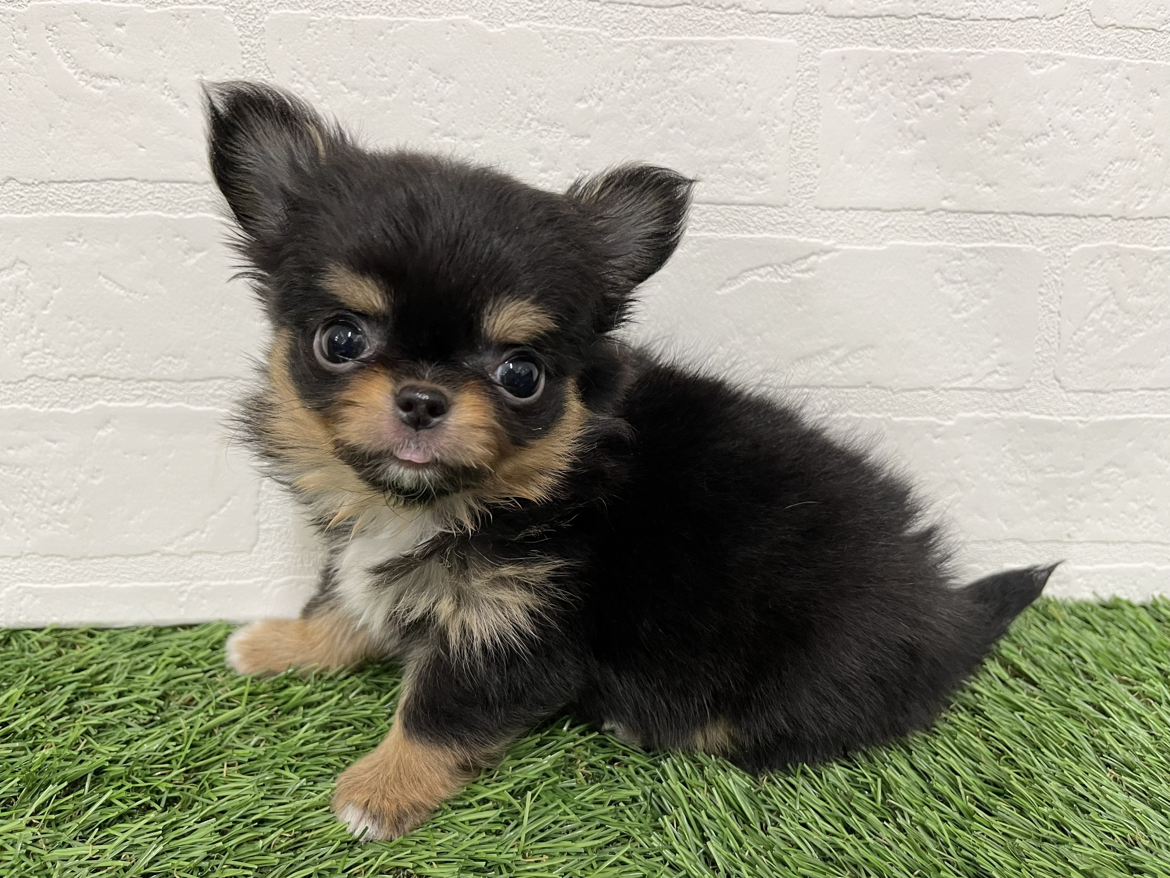 神奈川県のチワワ(ロング) (ワンニャンハウス新山下店/2026年2月9日生まれ/女の子/ブラックタンホワイト)の子犬の4枚目の画像