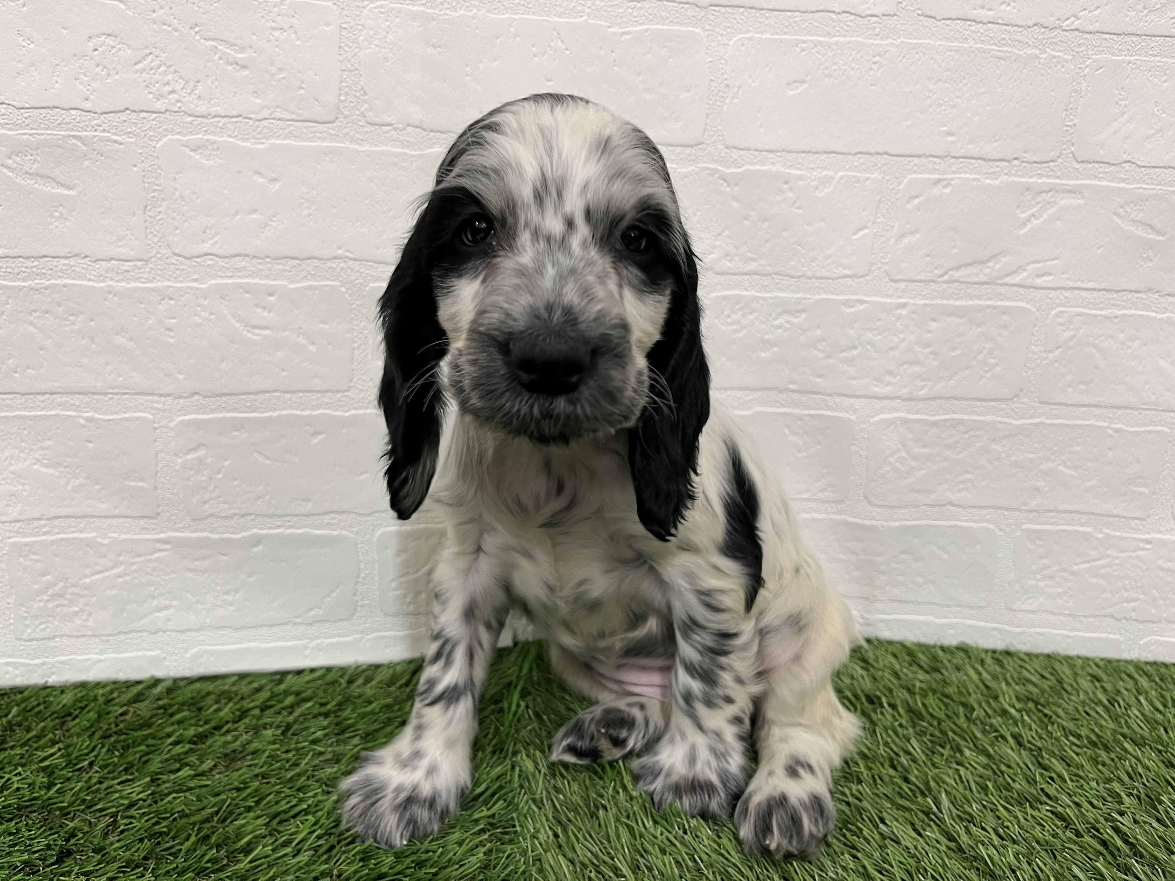 神奈川県のイングリッシュコッカースパニエル (ワンニャンハウス新山下店/2025年11月27日生まれ/女の子/ブルーローン)の子犬の2枚目の画像