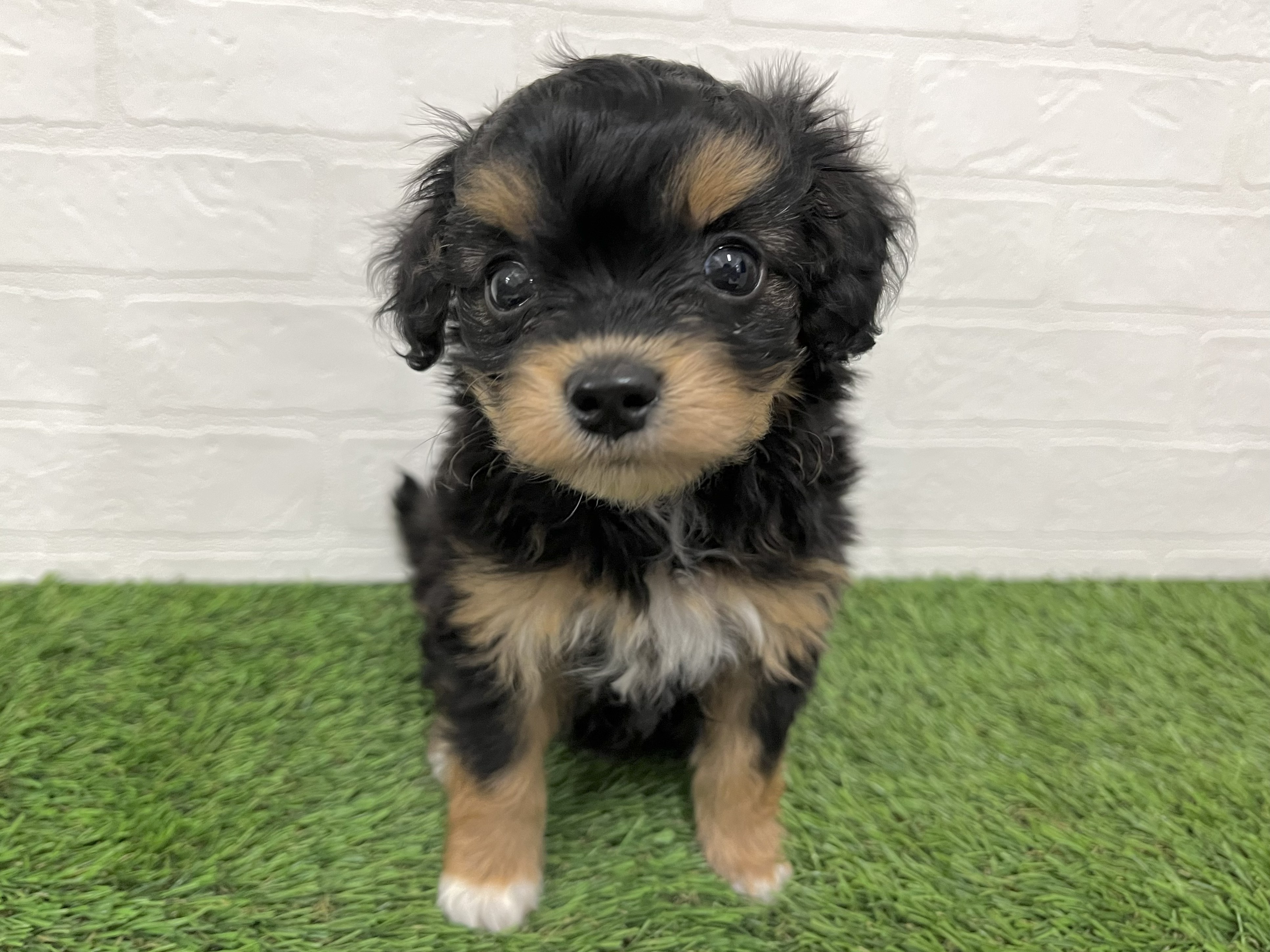 神奈川県のチワプー/プーチー(チワワ×プードル) (ワンニャンハウス新山下店/2025年12月25日生まれ/女の子/ブラックタン)の子犬の3枚目の画像