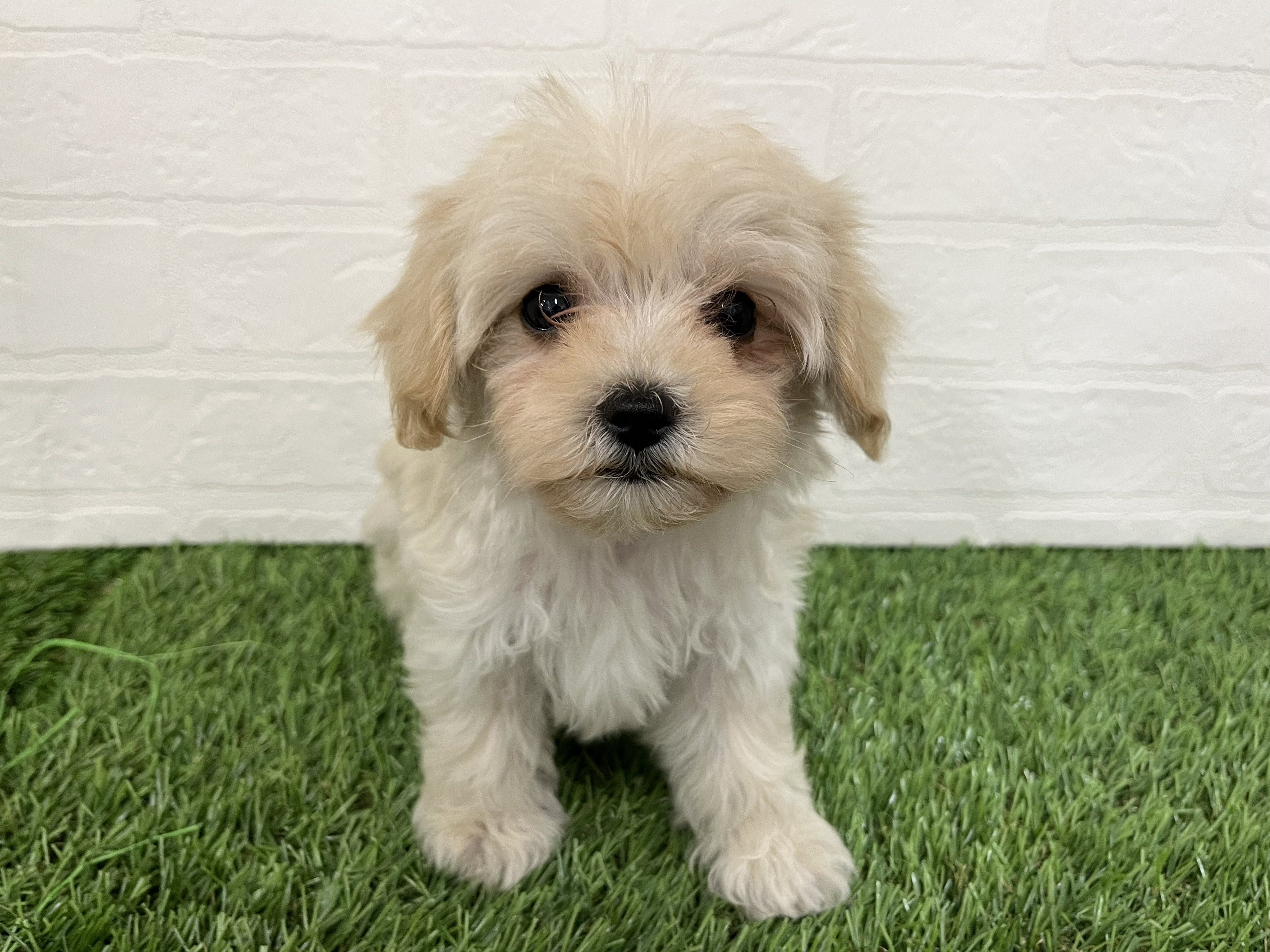 神奈川県のマルプー(マルチーズ×プードル) (ワンニャンハウス新山下店/2026年2月1日生まれ/男の子/クリーム&アプリコット)の子犬の4枚目の画像