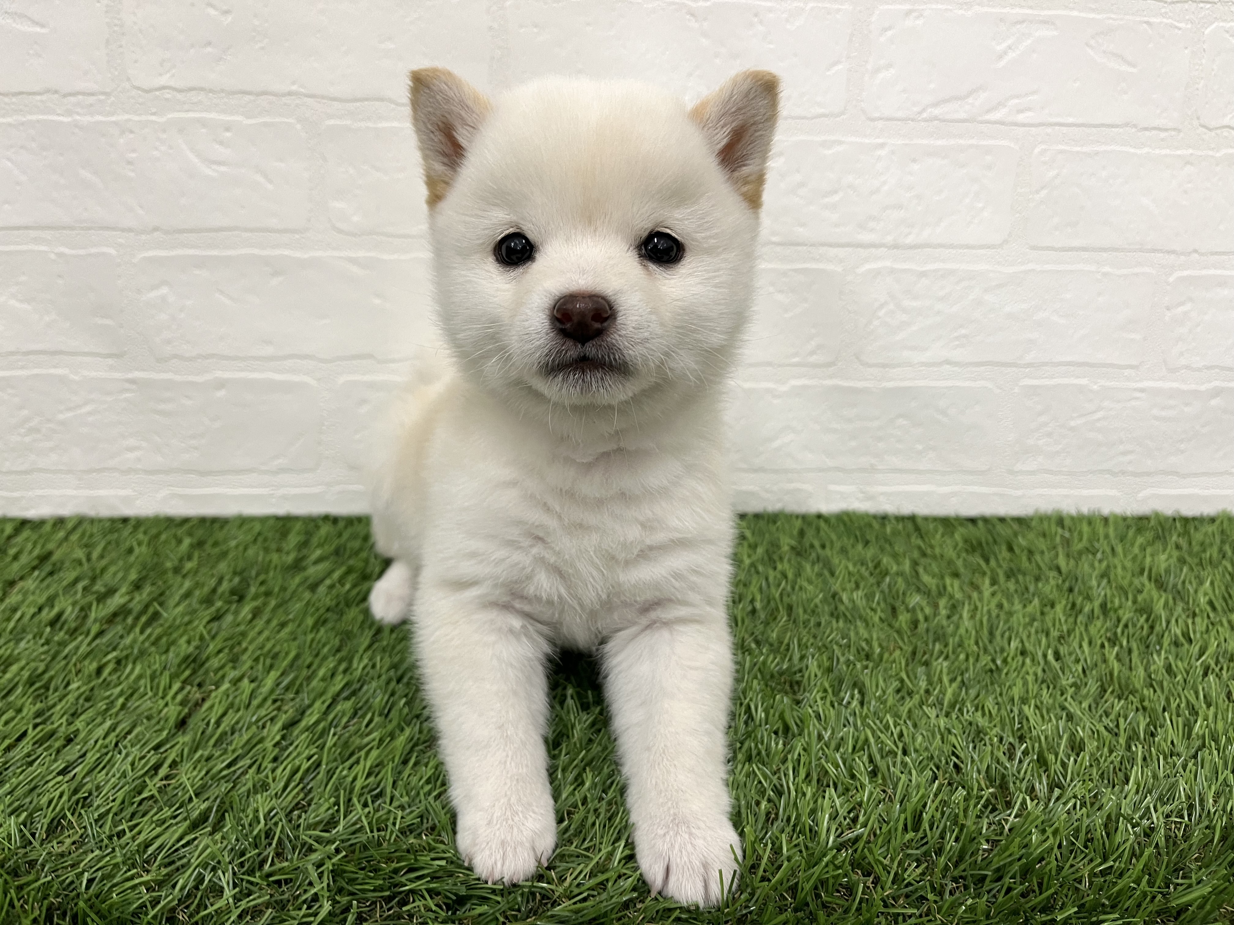 神奈川県の豆柴 (ワンニャンハウス新山下店/2025年10月14日生まれ/女の子/白)の子犬の1枚目の画像