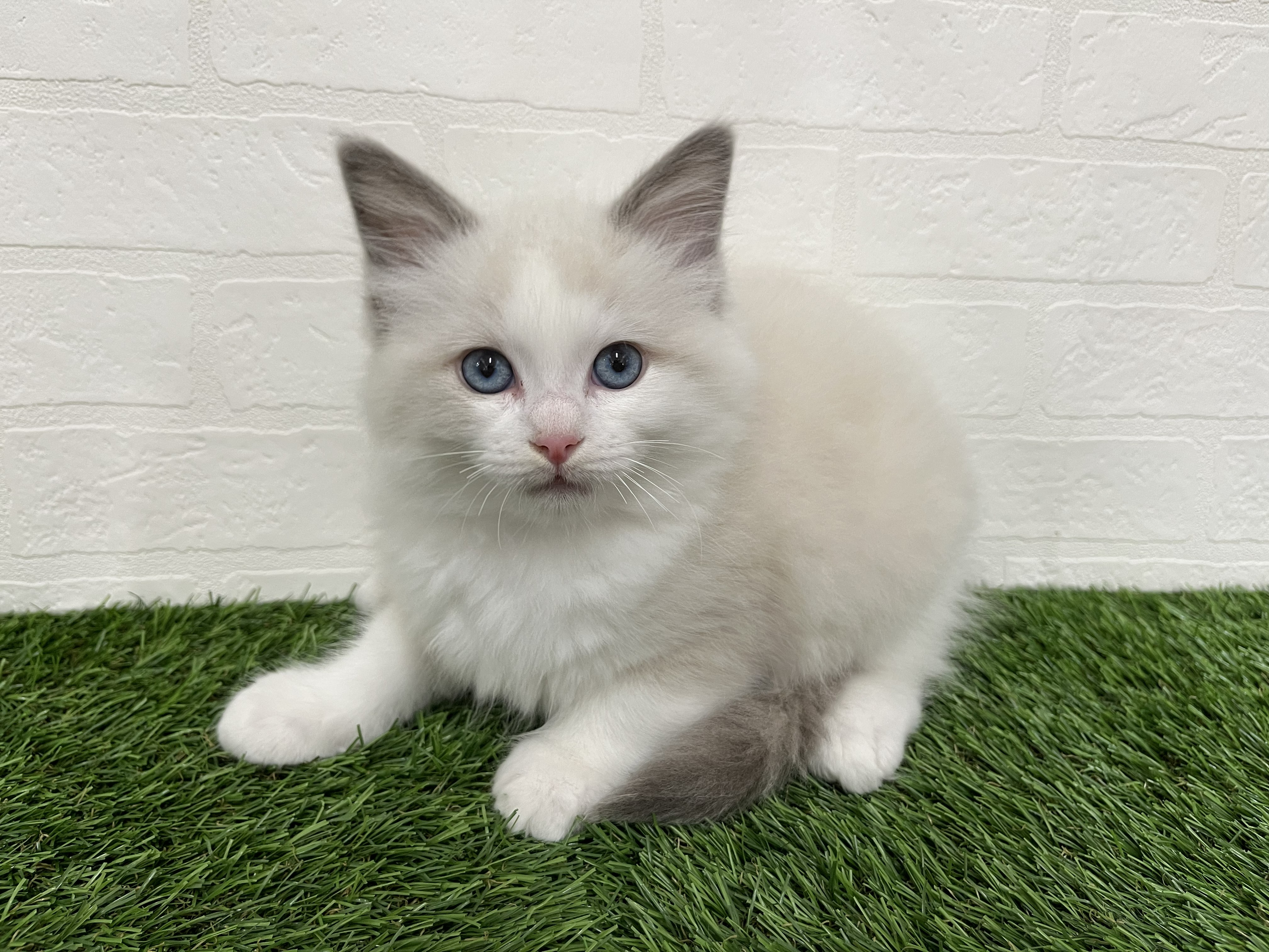 神奈川県のラグドール (ワンニャンハウス新山下店/2026年2月6日生まれ/男の子/ブルーポイントバイカラー)の子猫の3枚目の画像