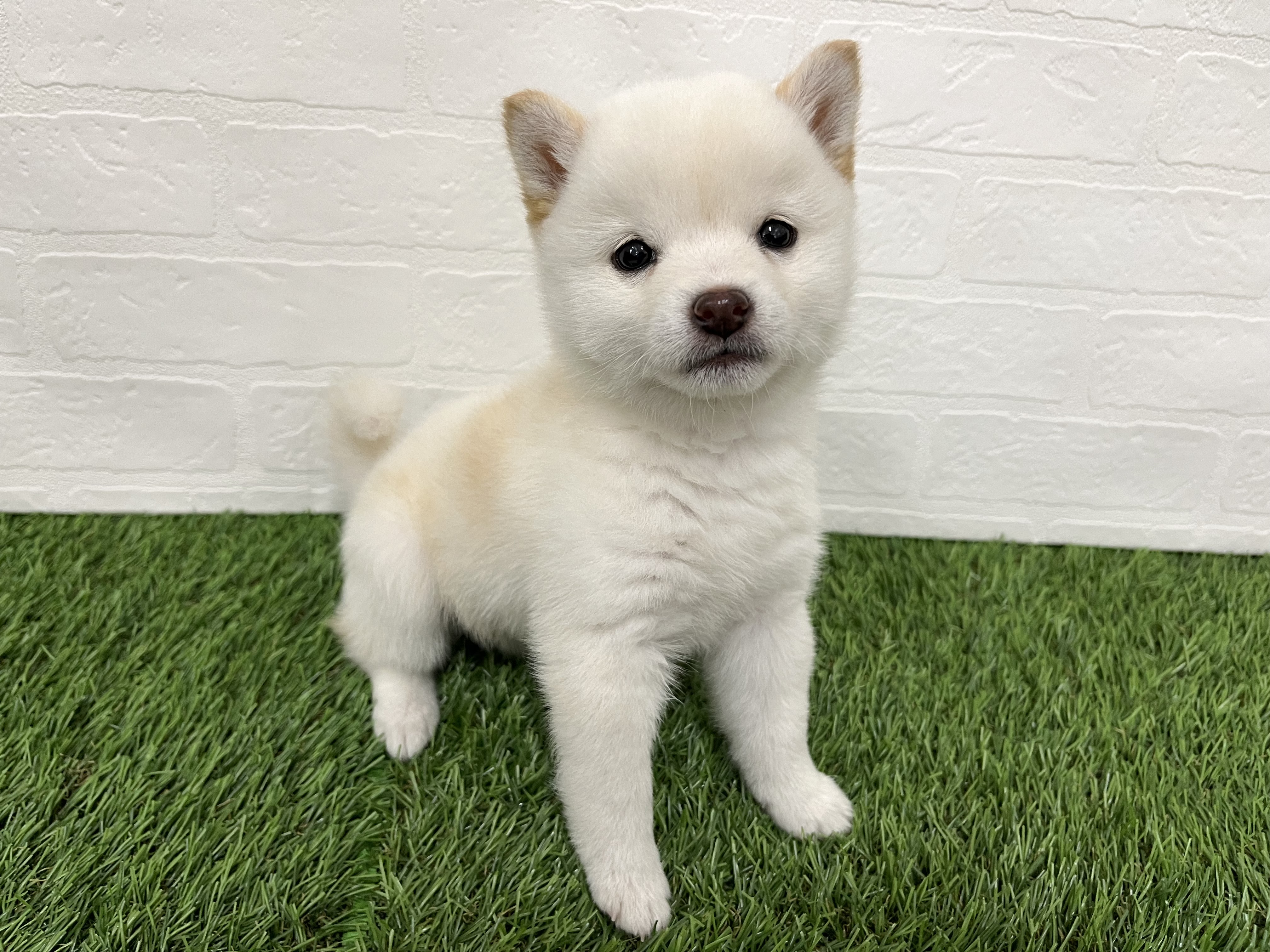 神奈川県の豆柴 (ワンニャンハウス新山下店/2025年10月14日生まれ/女の子/白)の子犬の4枚目の画像