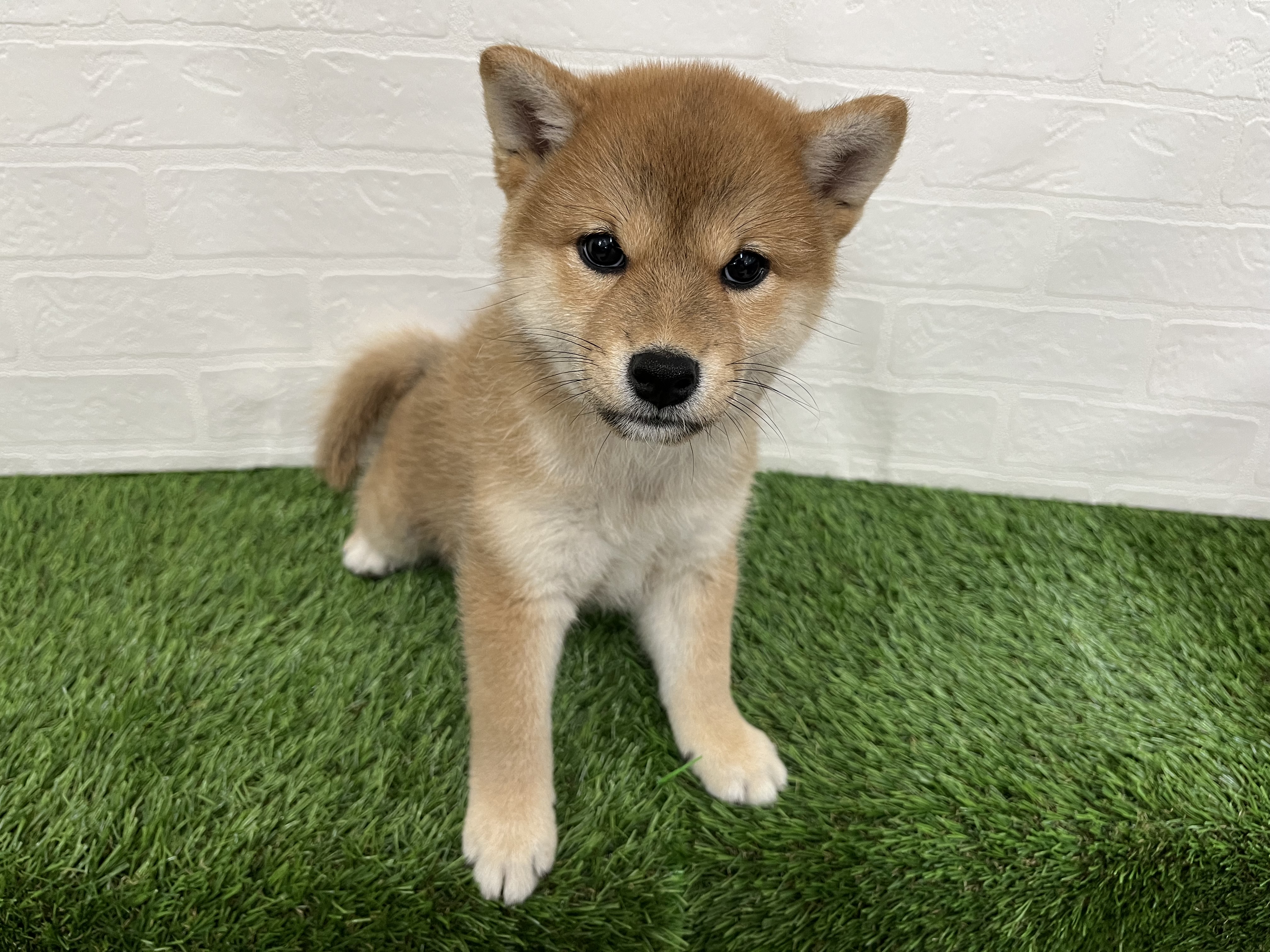 神奈川県の柴犬(標準サイズ) (ワンニャンハウス新山下店/2026年6月24日生まれ/女の子/赤)の子犬の3枚目の画像