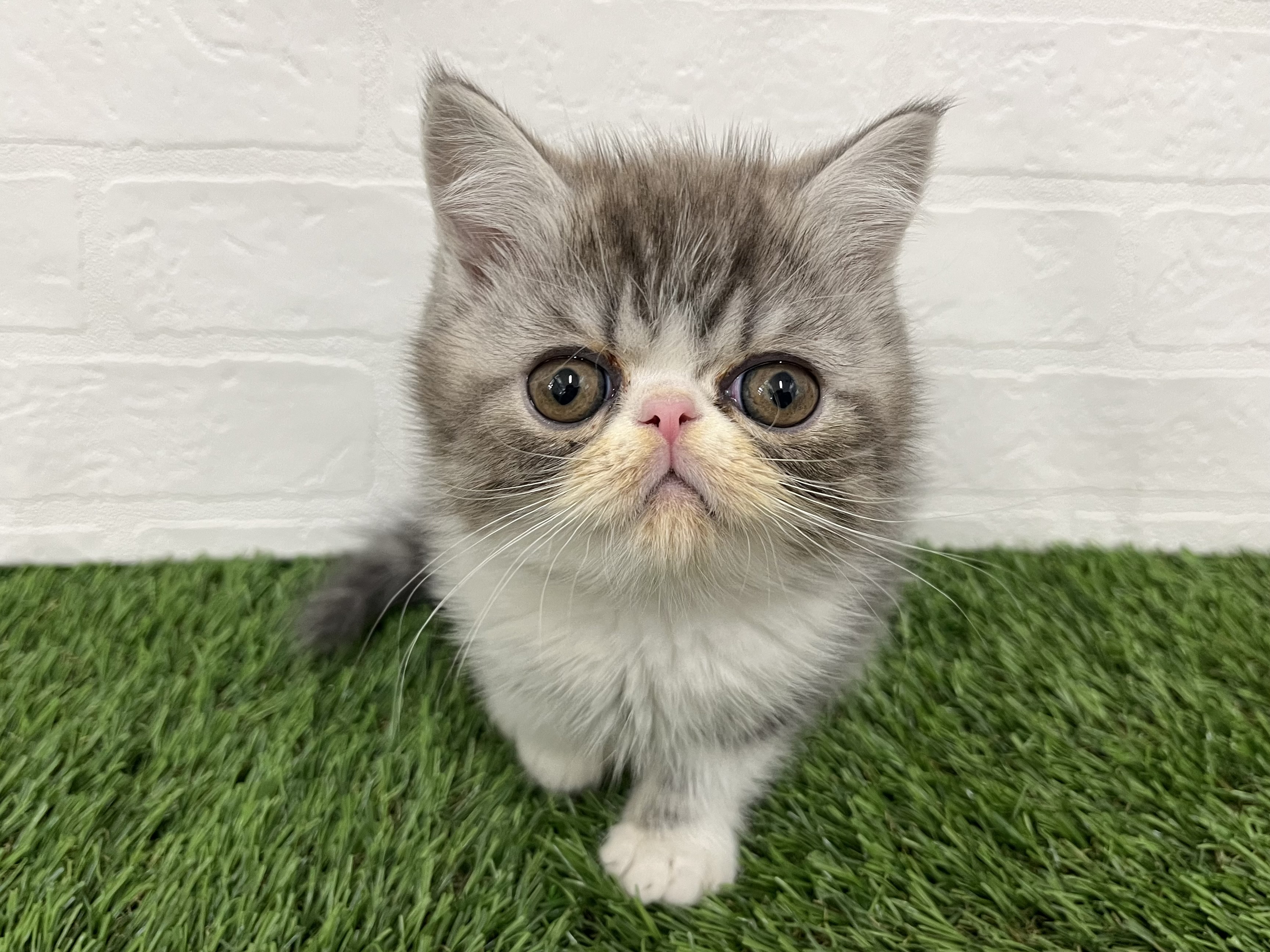 神奈川県のエキゾチックショートヘアー (ワンニャンハウス新山下店/2025年10月29日生まれ/男の子/シルバータビーホワイト)の子猫の1枚目の画像