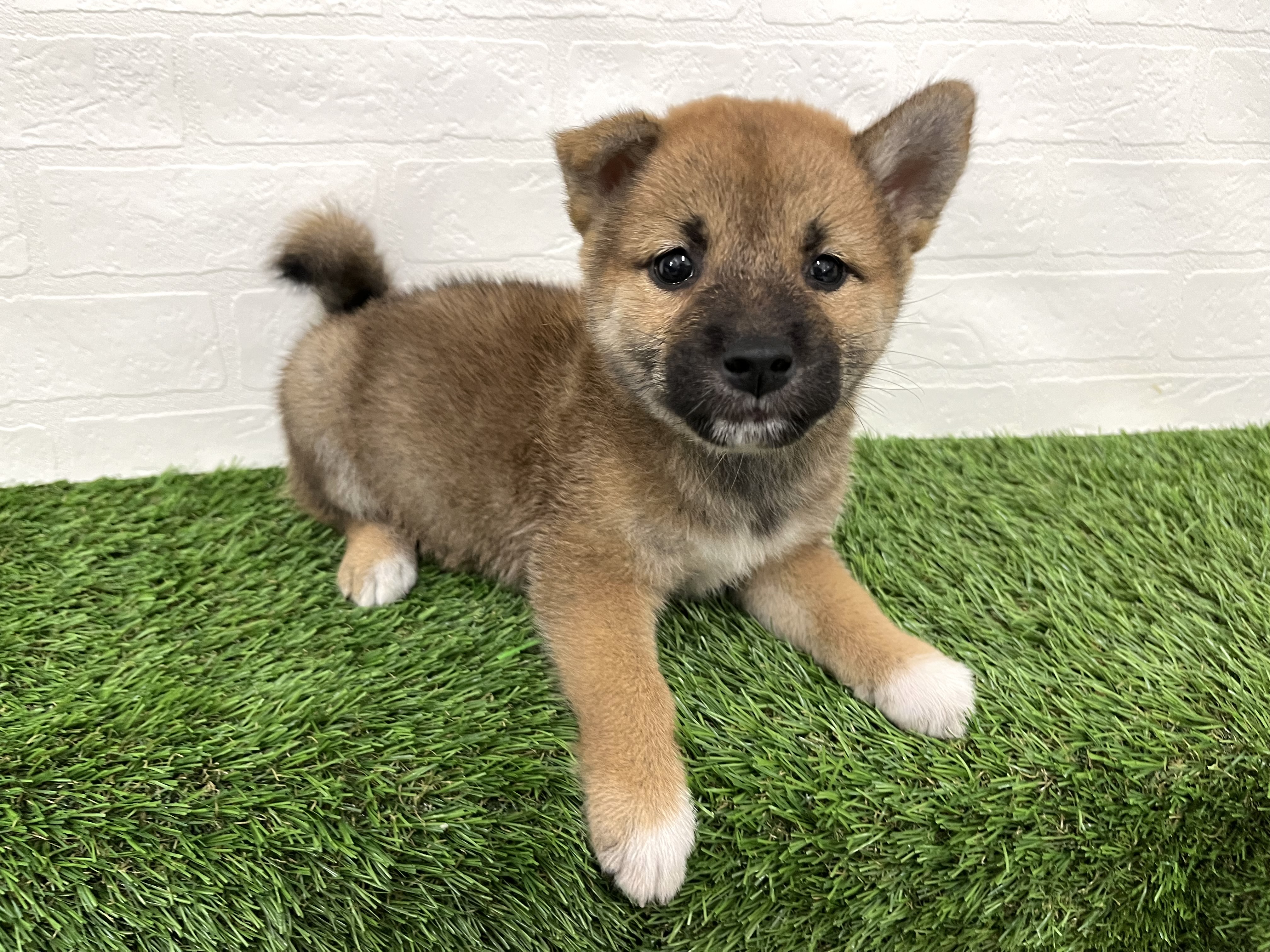 神奈川県の柴犬(標準サイズ) (ワンニャンハウス新山下店/2025年7月28日生まれ/男の子/赤)の子犬の4枚目の画像