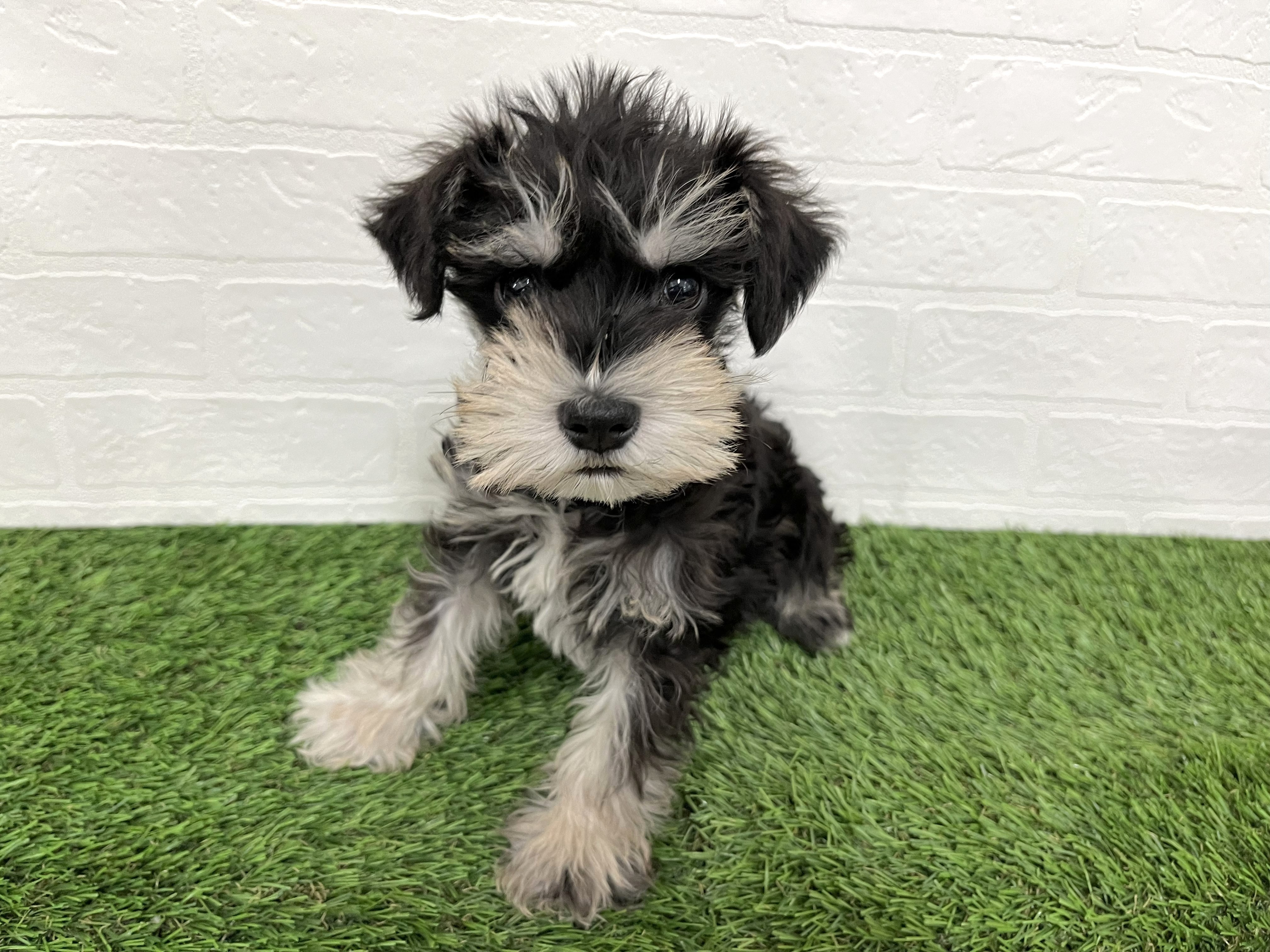 神奈川県のミニチュアシュナウザー (ワンニャンハウス新山下店/2025年12月22日生まれ/女の子/ブラックシルバー)の子犬の3枚目の画像