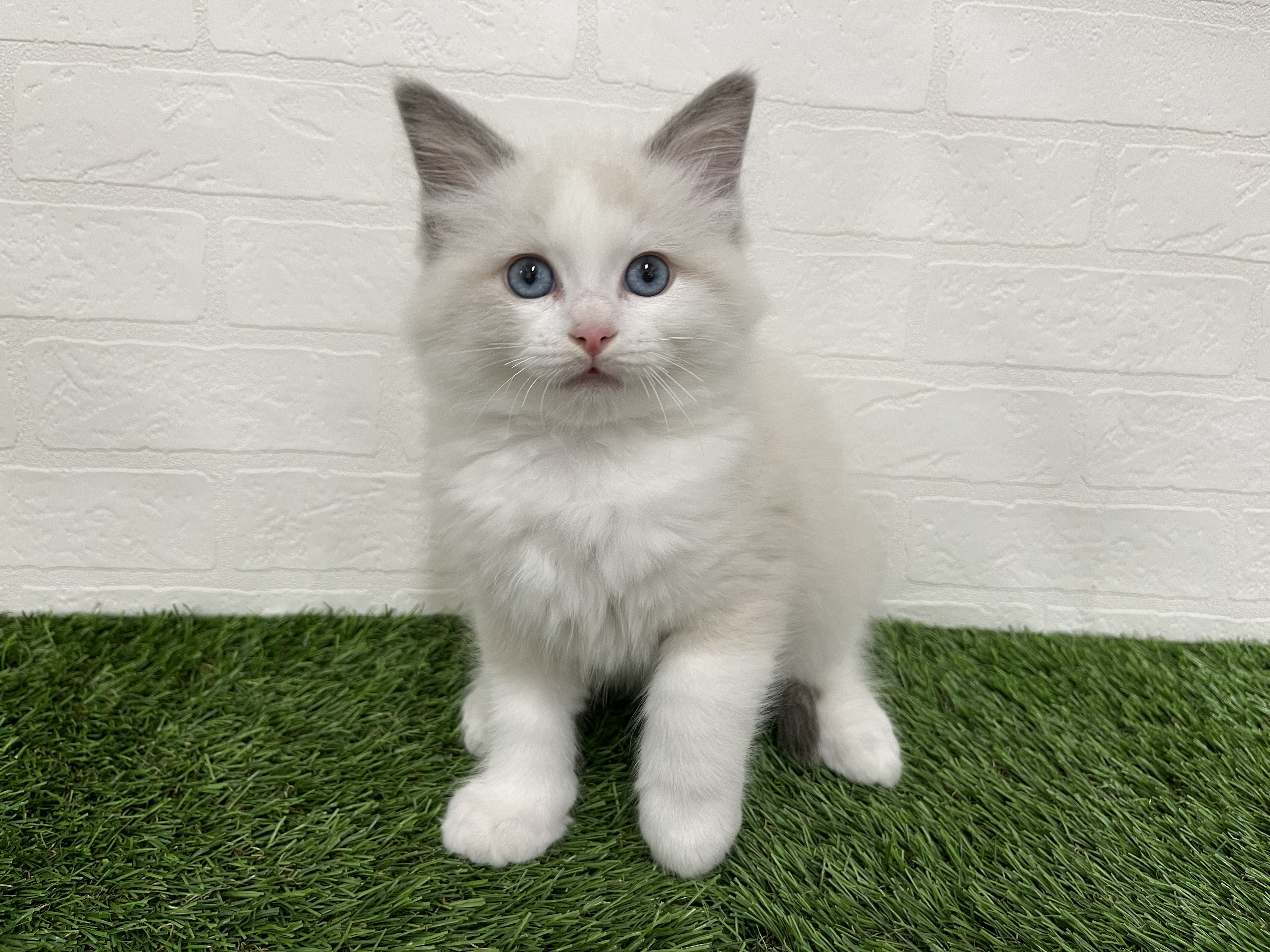 神奈川県のラグドール (ワンニャンハウス新山下店/2026年2月6日生まれ/男の子/ブルーポイントバイカラー)の子猫の2枚目の画像