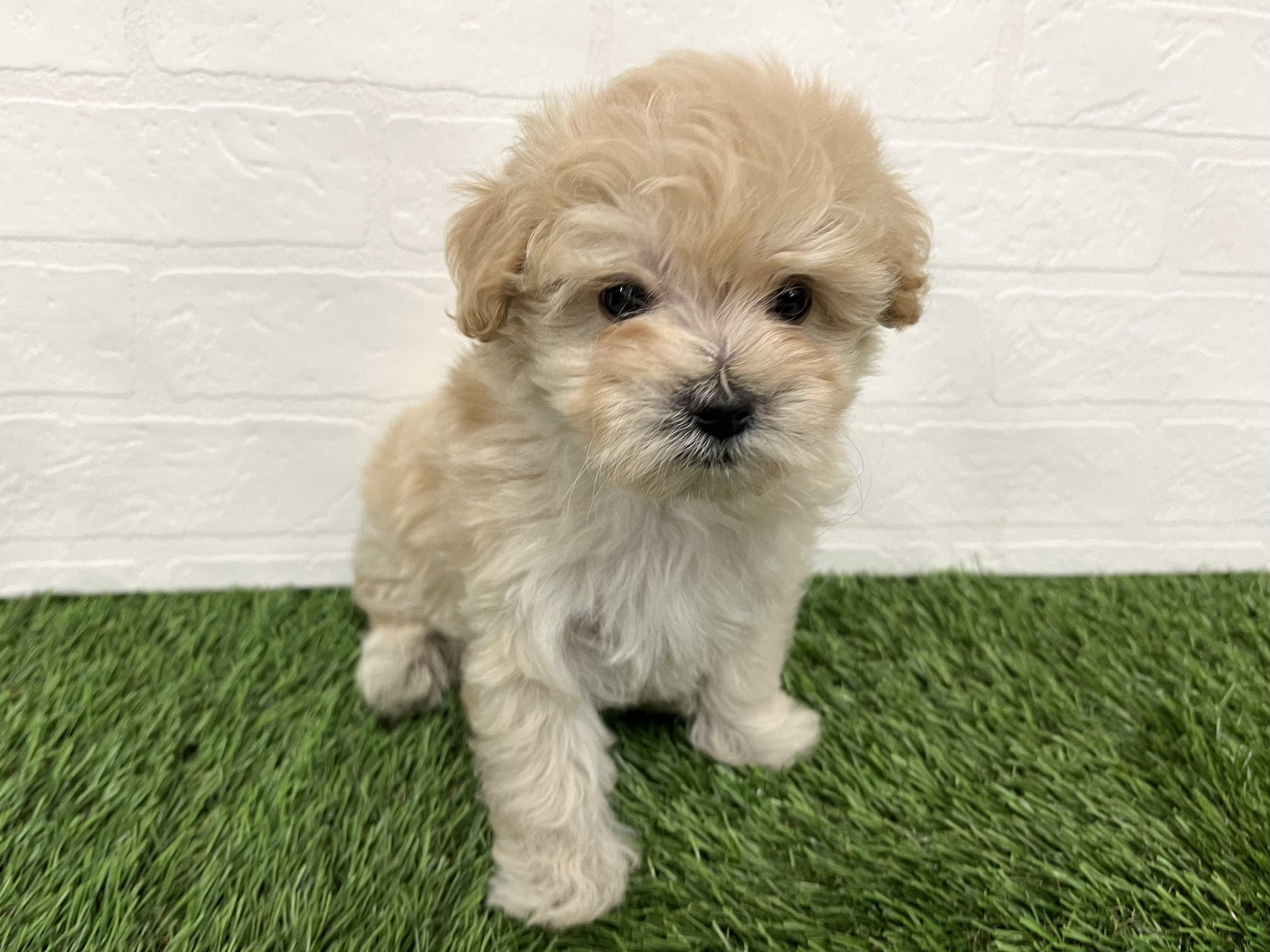 神奈川県のハーフ犬・ミックス犬 (ワンニャンハウス新山下店/2025年10月28日生まれ/男の子/アプリコット)の子犬の3枚目の画像