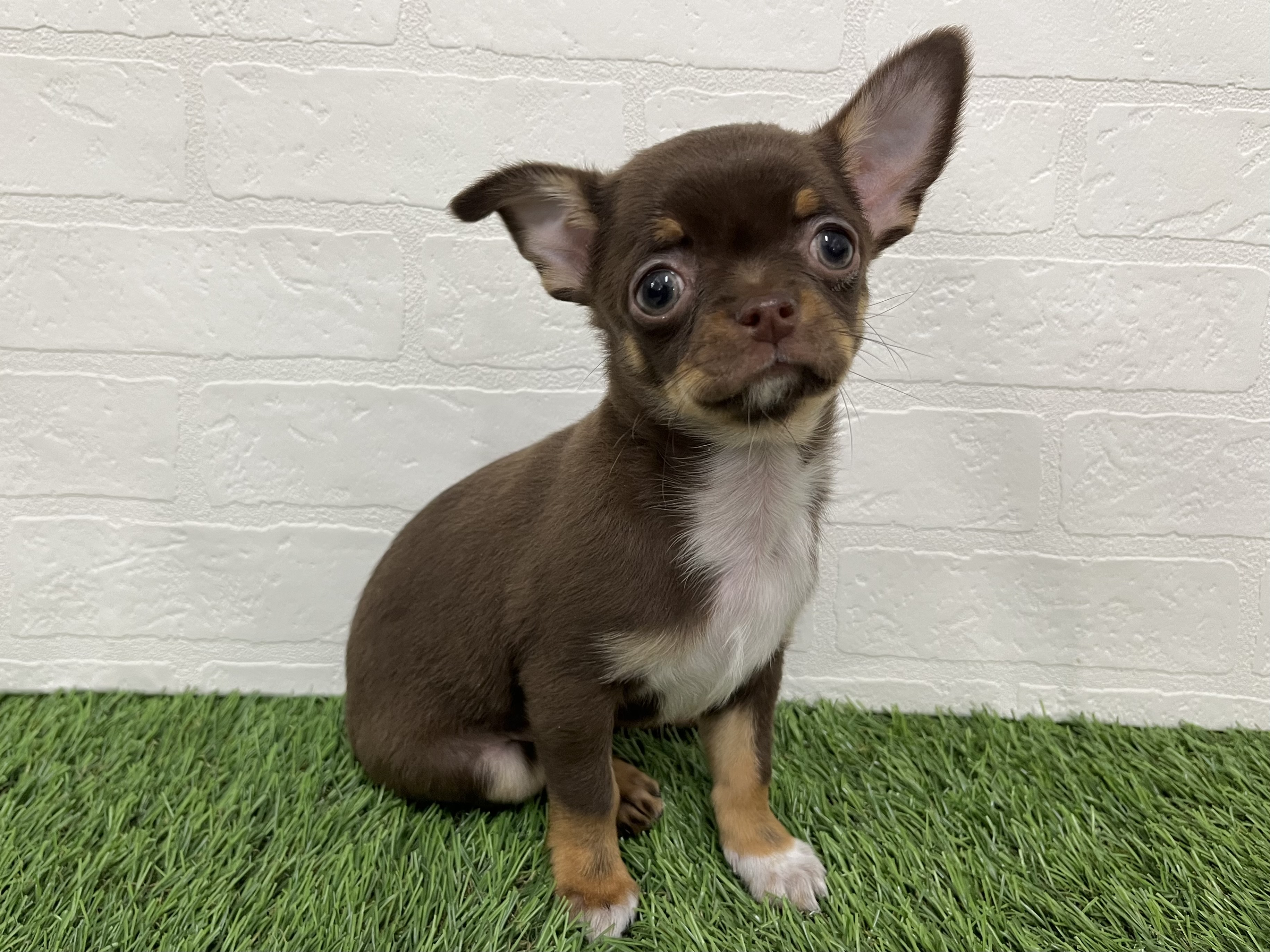 神奈川県のチワワ(ロング) (ワンニャンハウス新山下店/2025年10月9日生まれ/男の子/チョコレートタン)の子犬の3枚目の画像