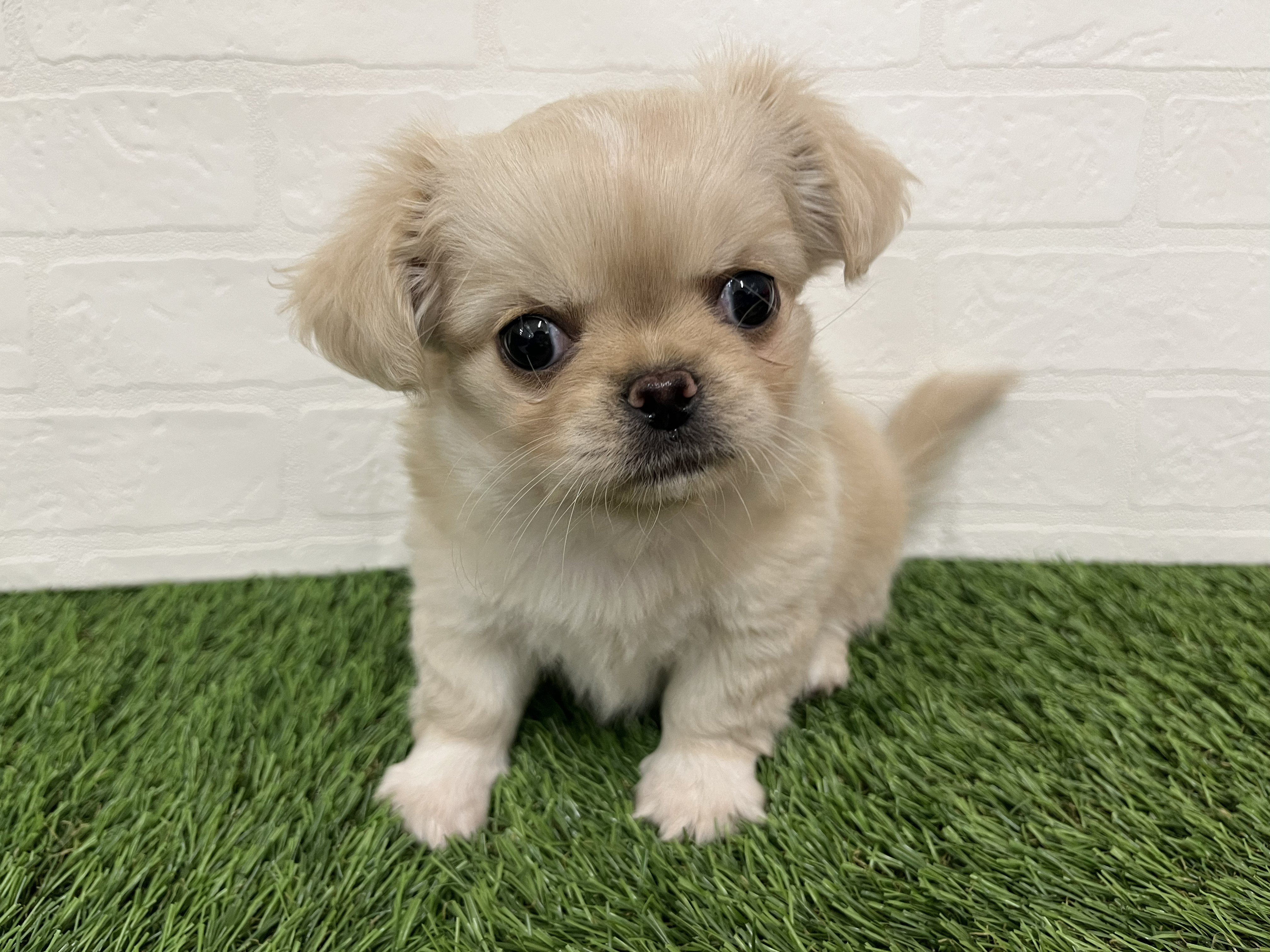 神奈川県のチワペキ/ペキチー/ペキチワ(チワワ×ペキニーズ) (ワンニャンハウス新山下店/2025年11月22日生まれ/女の子/クリームホワイト)の子犬の2枚目の画像