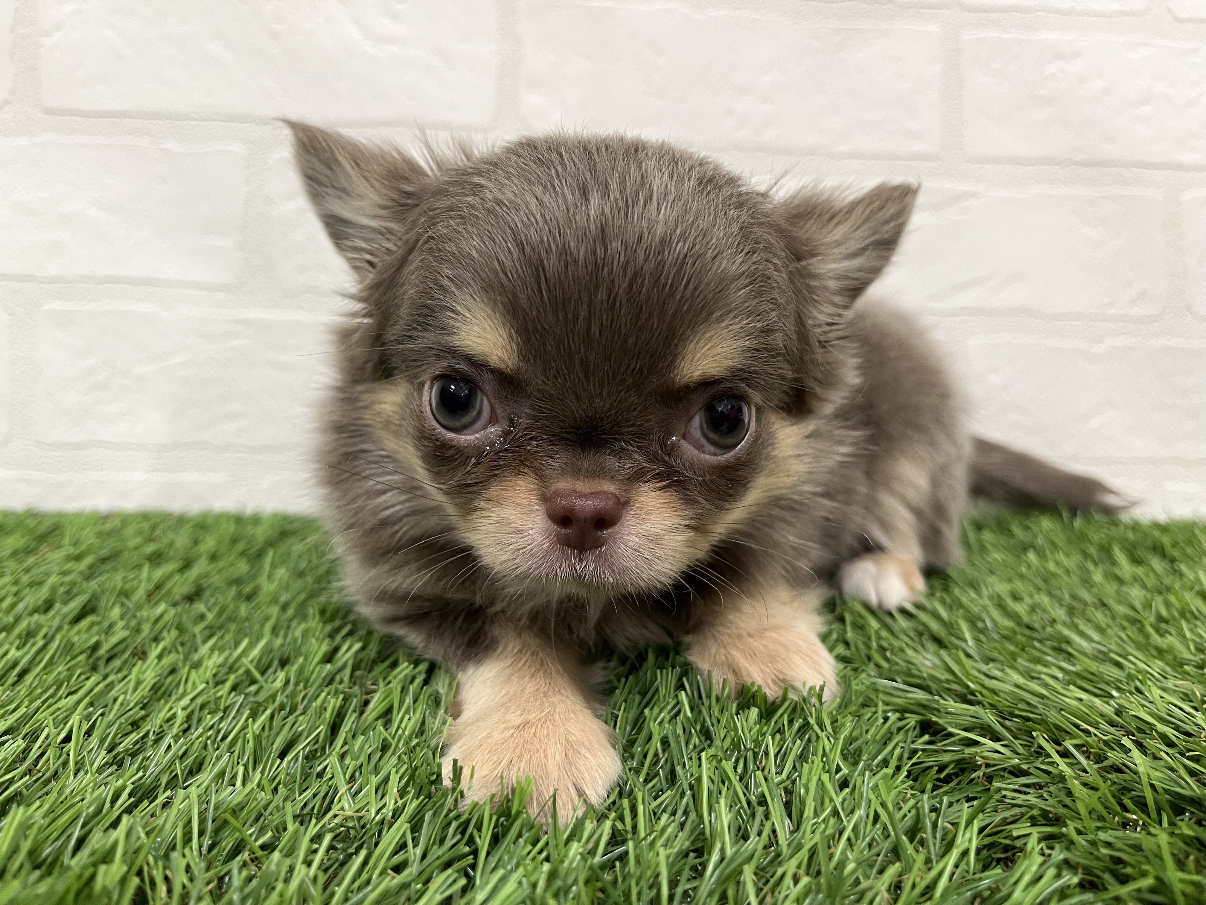 神奈川県のチワワ(ロング) (ワンニャンハウス新山下店/2025年11月4日生まれ/男の子/イザベラタン)の子犬の3枚目の画像