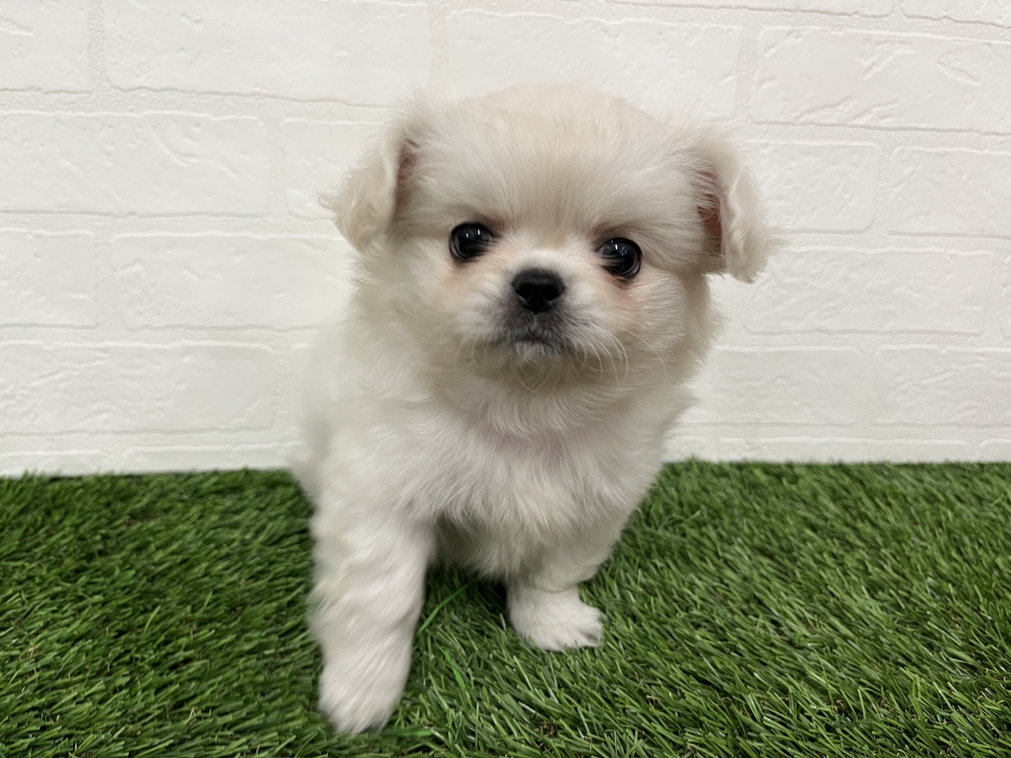 神奈川県のチワペキ/ペキチー/ペキチワ(チワワ×ペキニーズ) (ワンニャンハウス新山下店/2025年11月8日生まれ/男の子/クリーム)の子犬の3枚目の画像