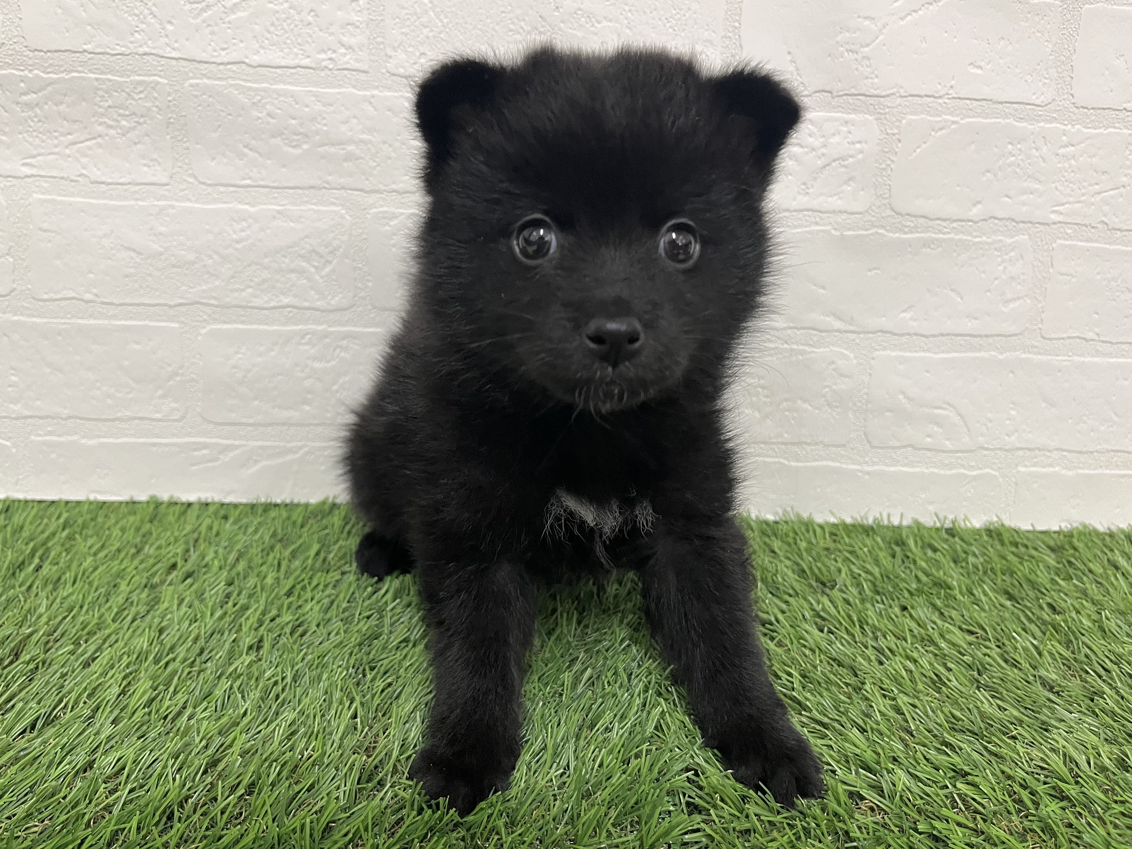 神奈川県のポメ柴/豆ポメ/ポメ豆柴(ポメラニアン×柴犬) (ワンニャンハウス新山下店/2025年9月12日生まれ/男の子/黒)の子犬の1枚目の画像